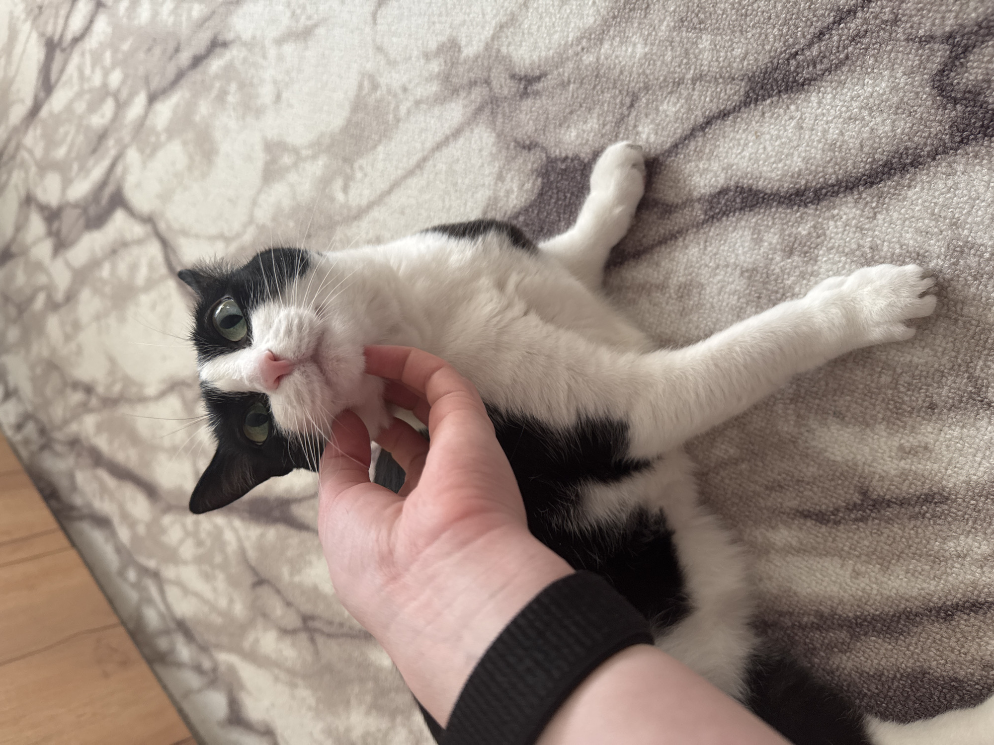 Quiet morning moments: cat petting and sleeping child