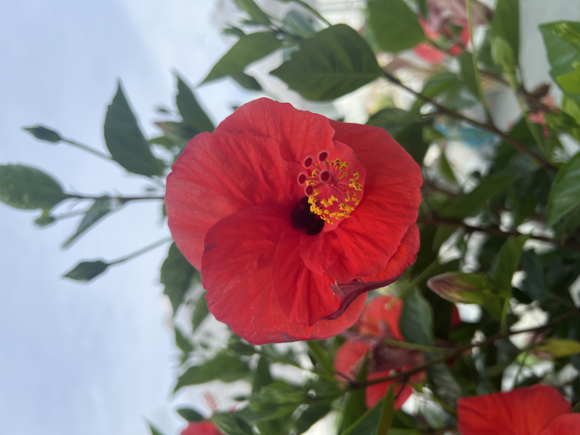 Resort afternoon in Alanya with pools, gardens, and relaxation