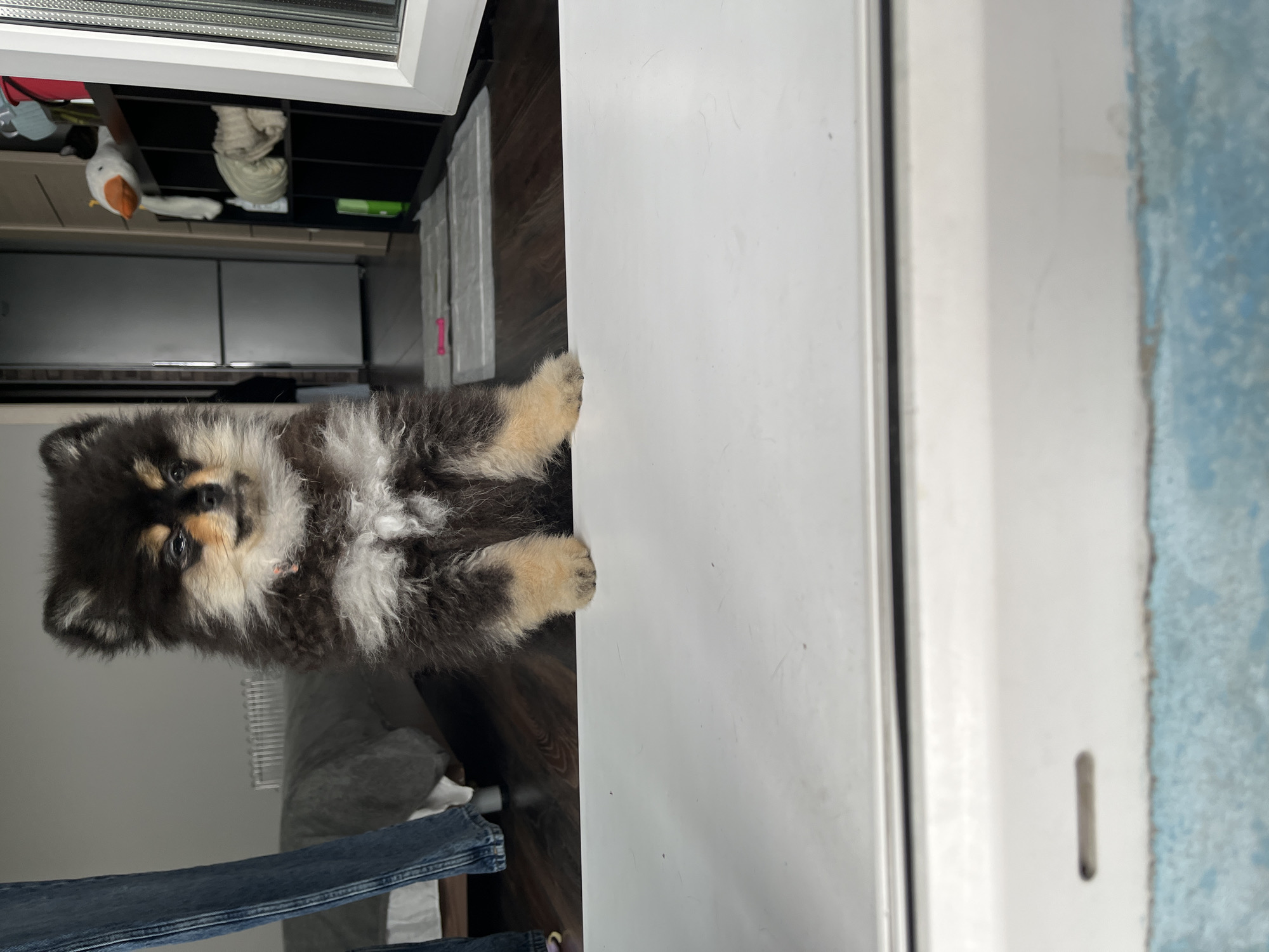 Pomeranian puppy's morning playtime captured in five household moments