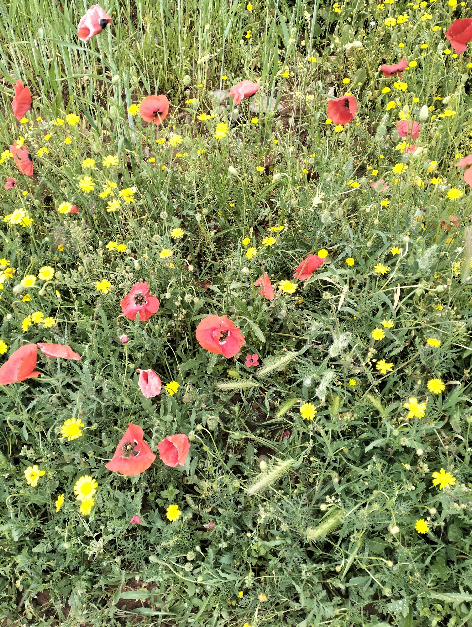 Spring wildflower blooms documented across Ouaouizert, Morocco countryside