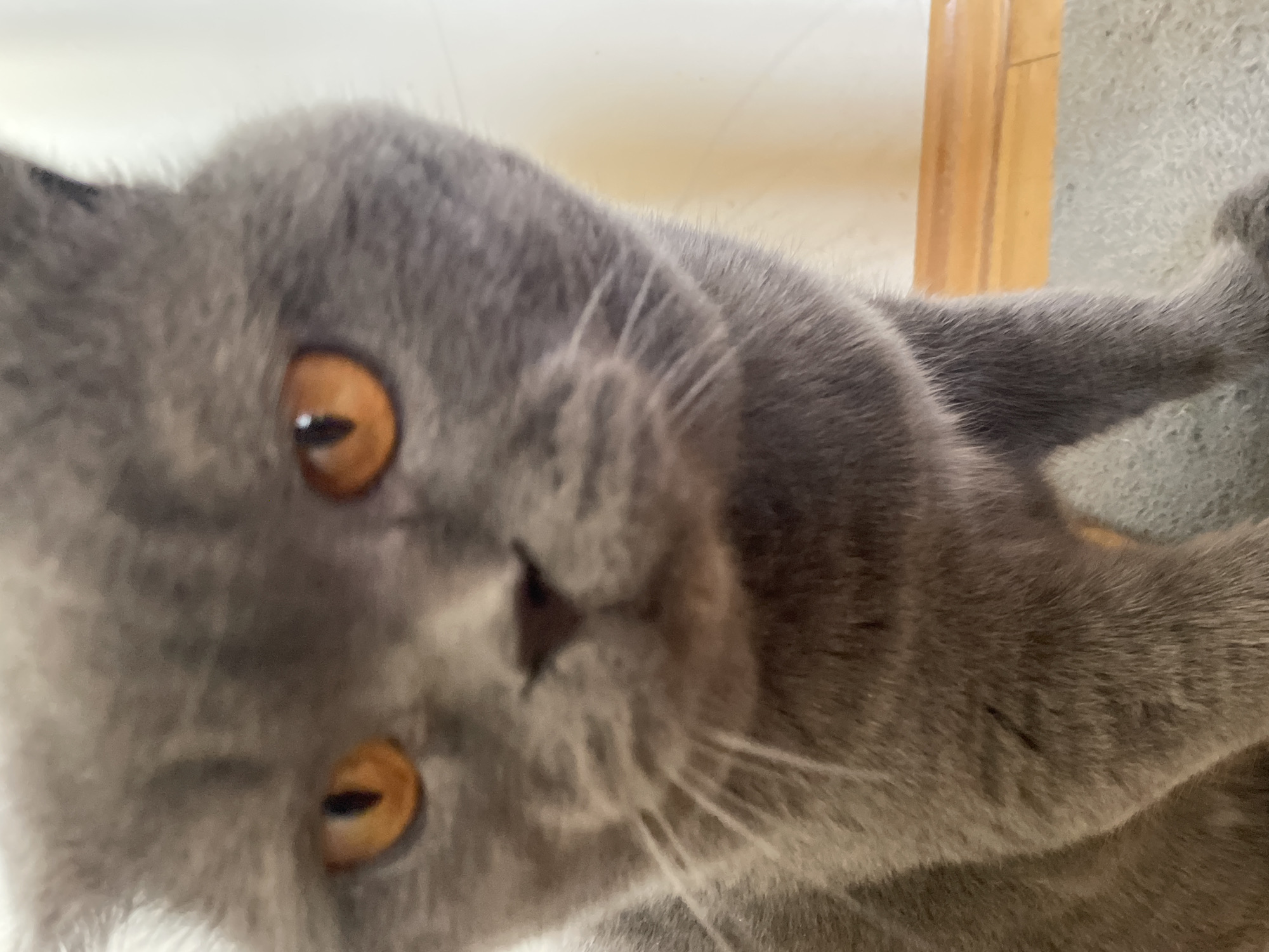 Gray Scottish Fold cat documented in 40-minute indoor play session
