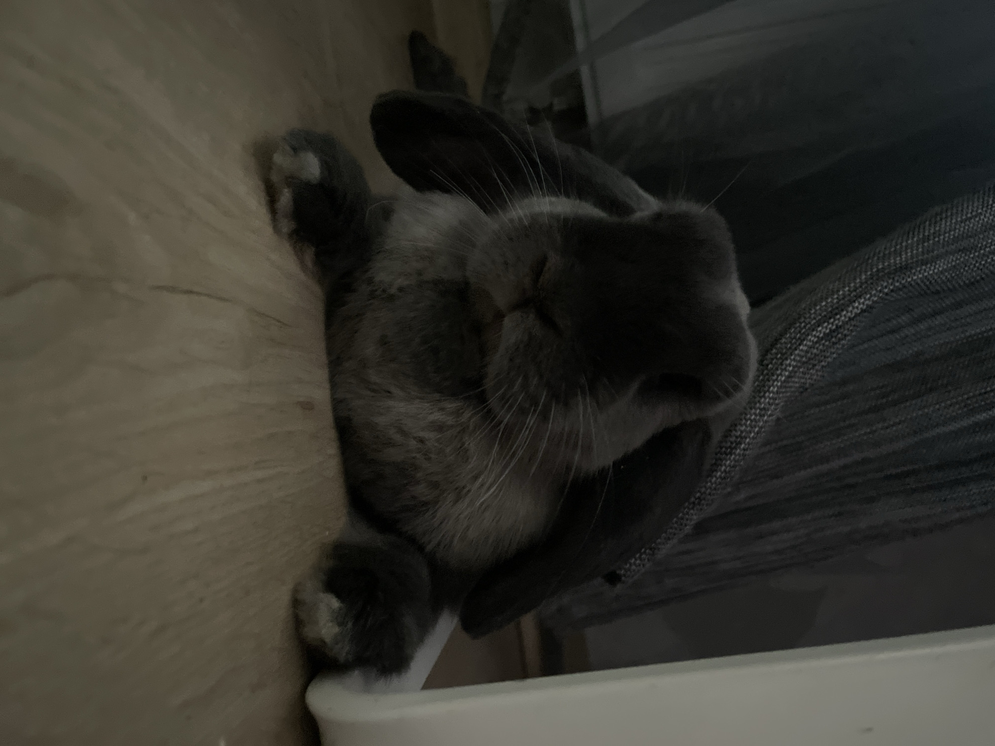 Pets documented during morning routine in Votkinsk household
