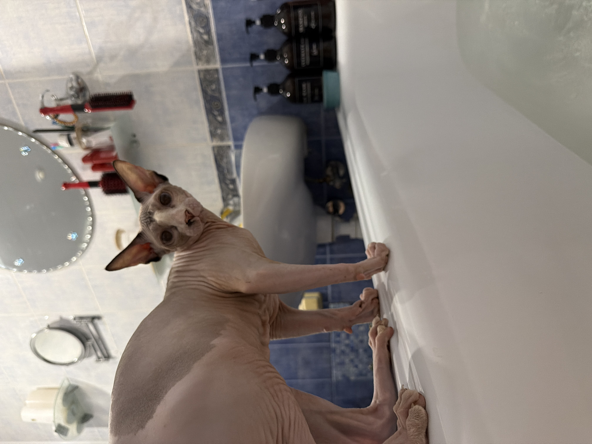 Sphynx cat on bathtub edge in Odesa bathroom