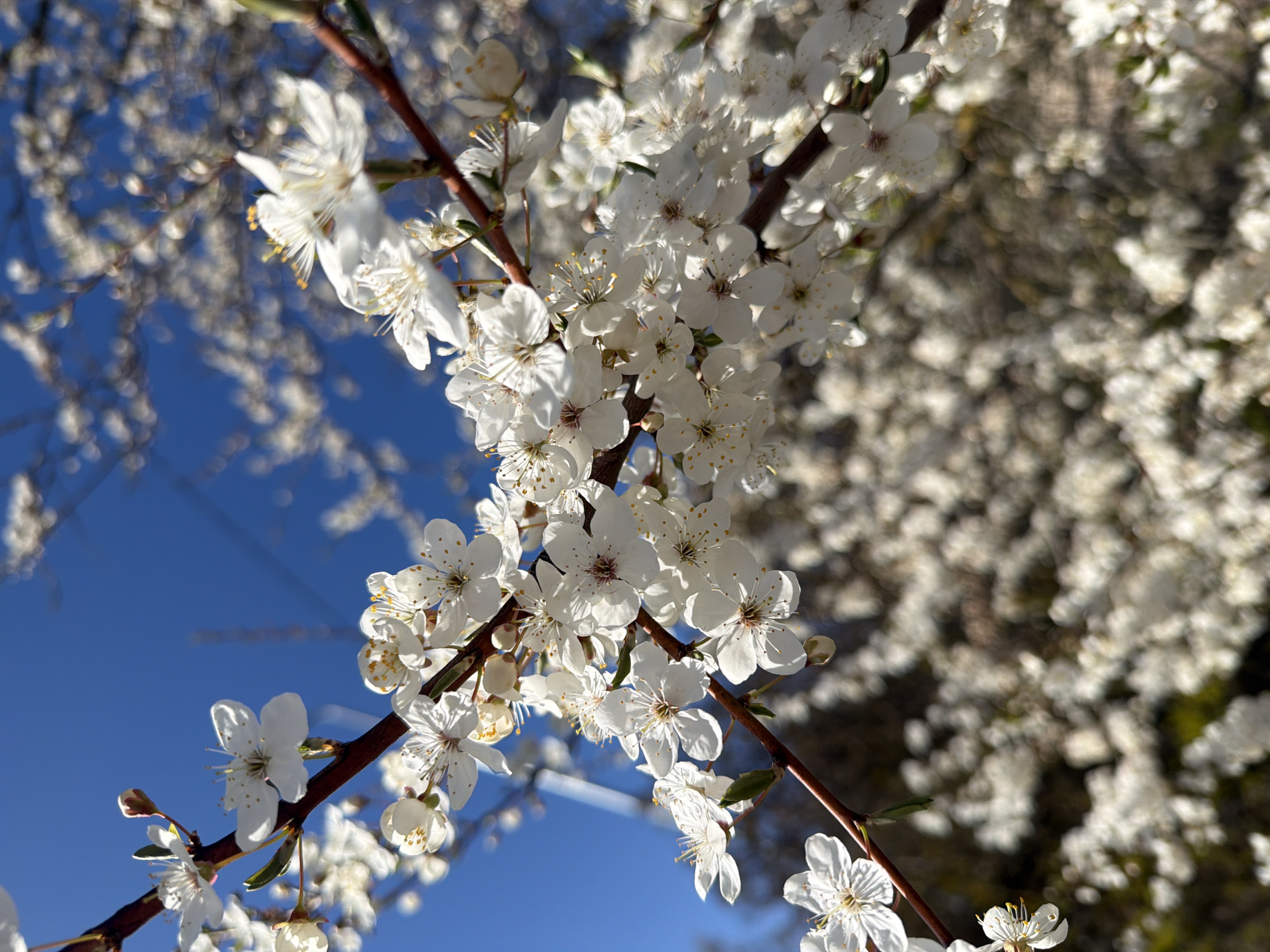 Spring blossoms observed in full bloom in Riga