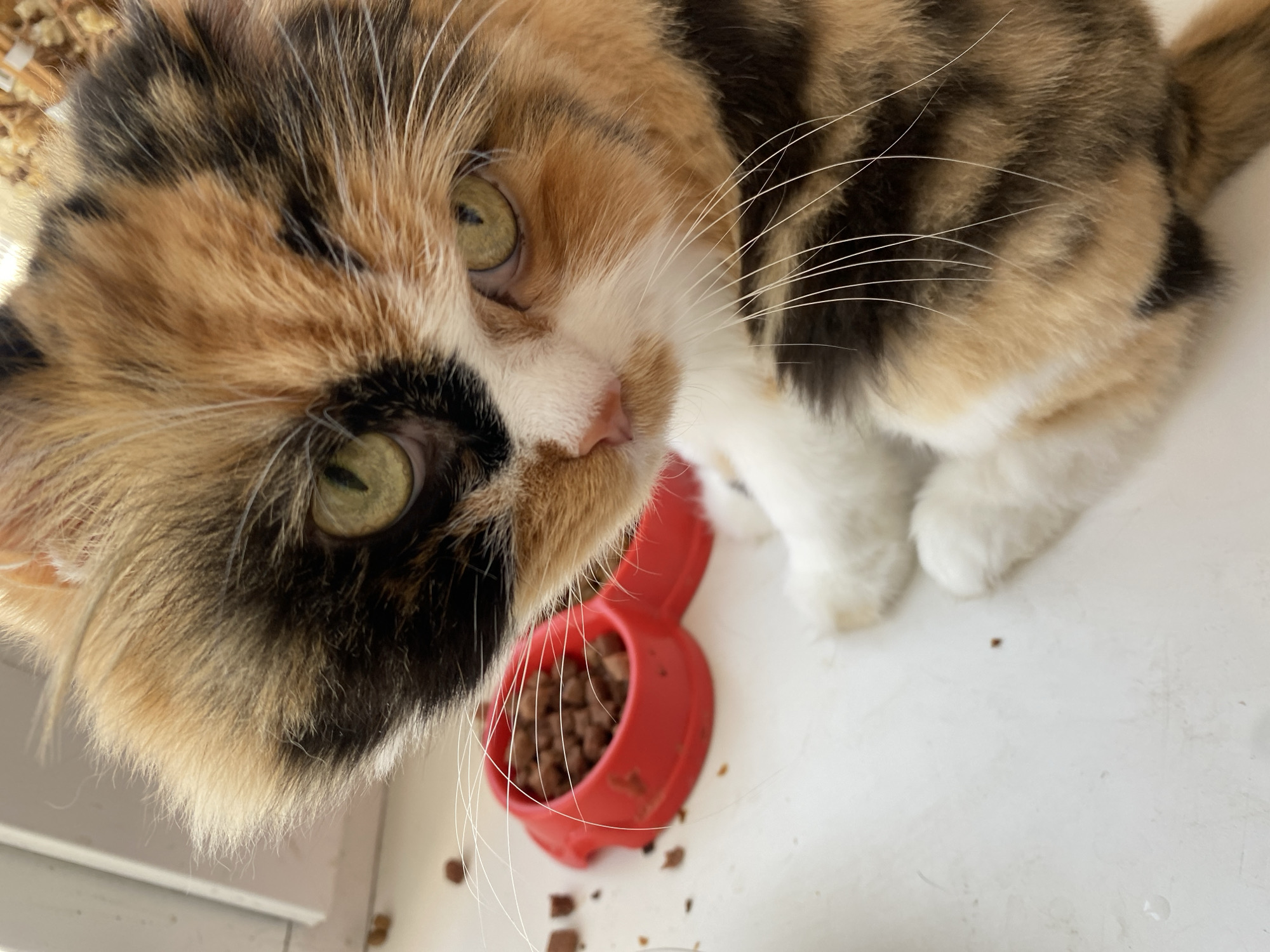 Lazy summer morning at home with pets, food, and everyday objects