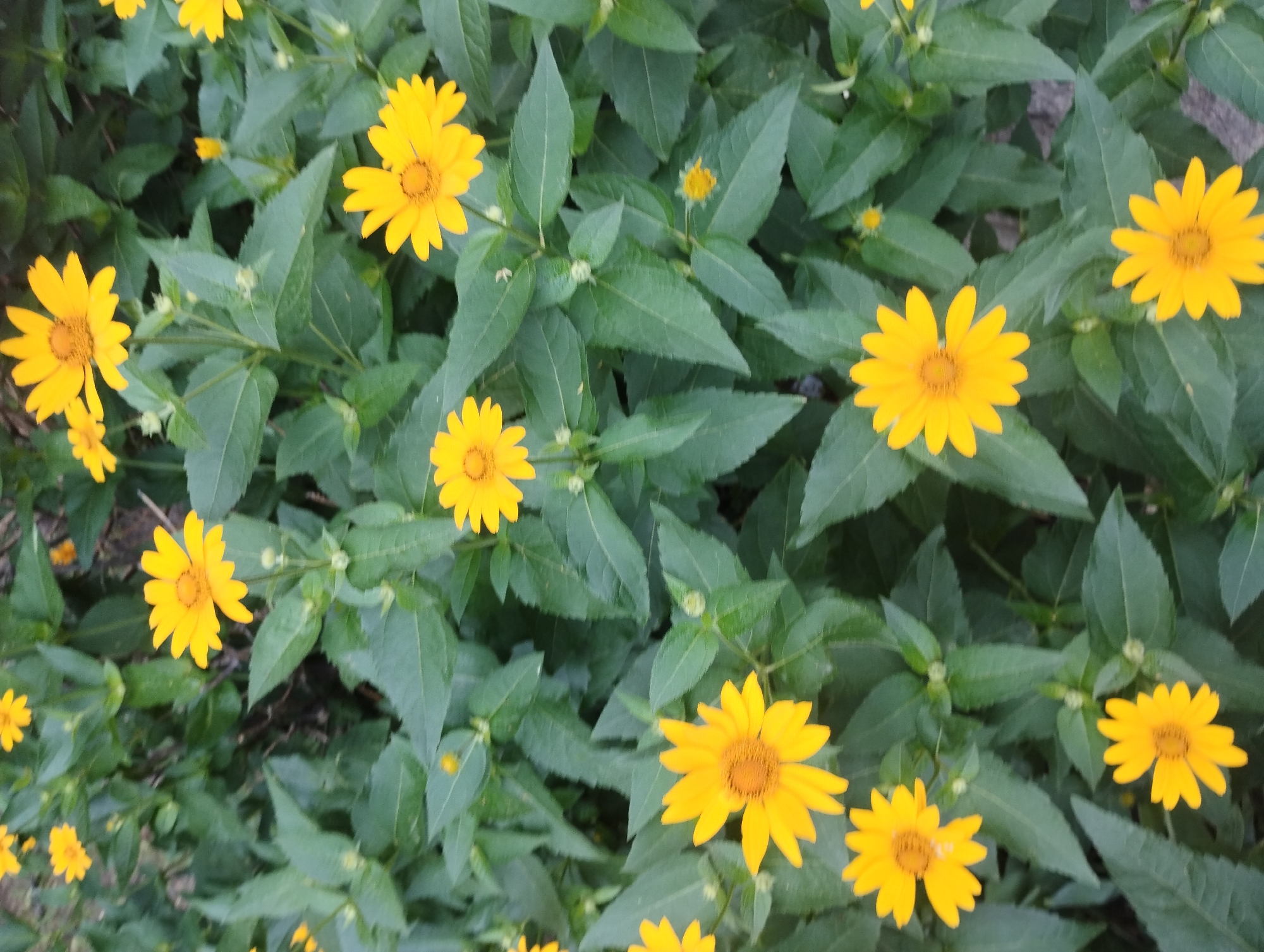 Sumy garden in peak summer bloom, late June morning