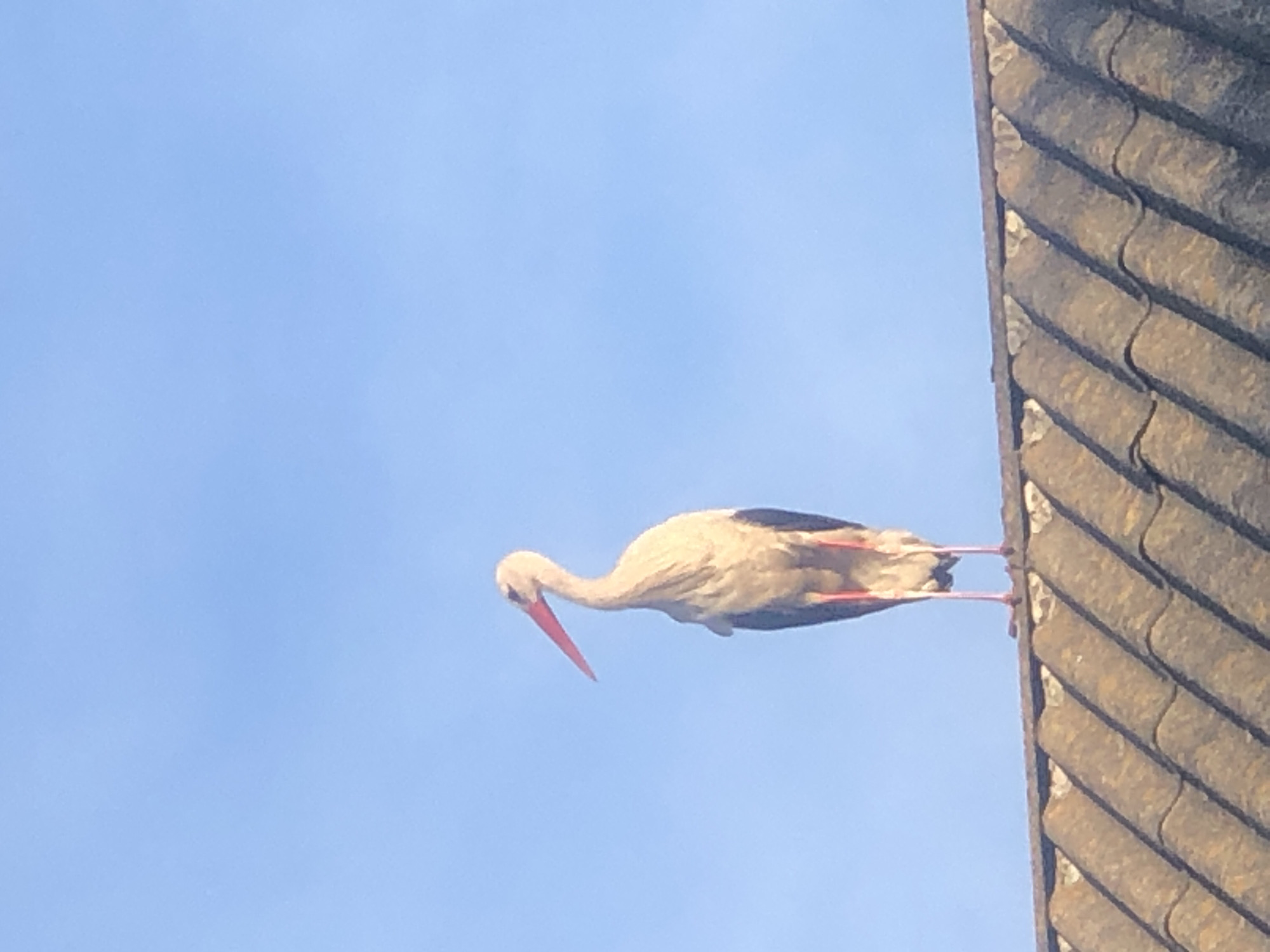White stork perches and takes flight across rooftops