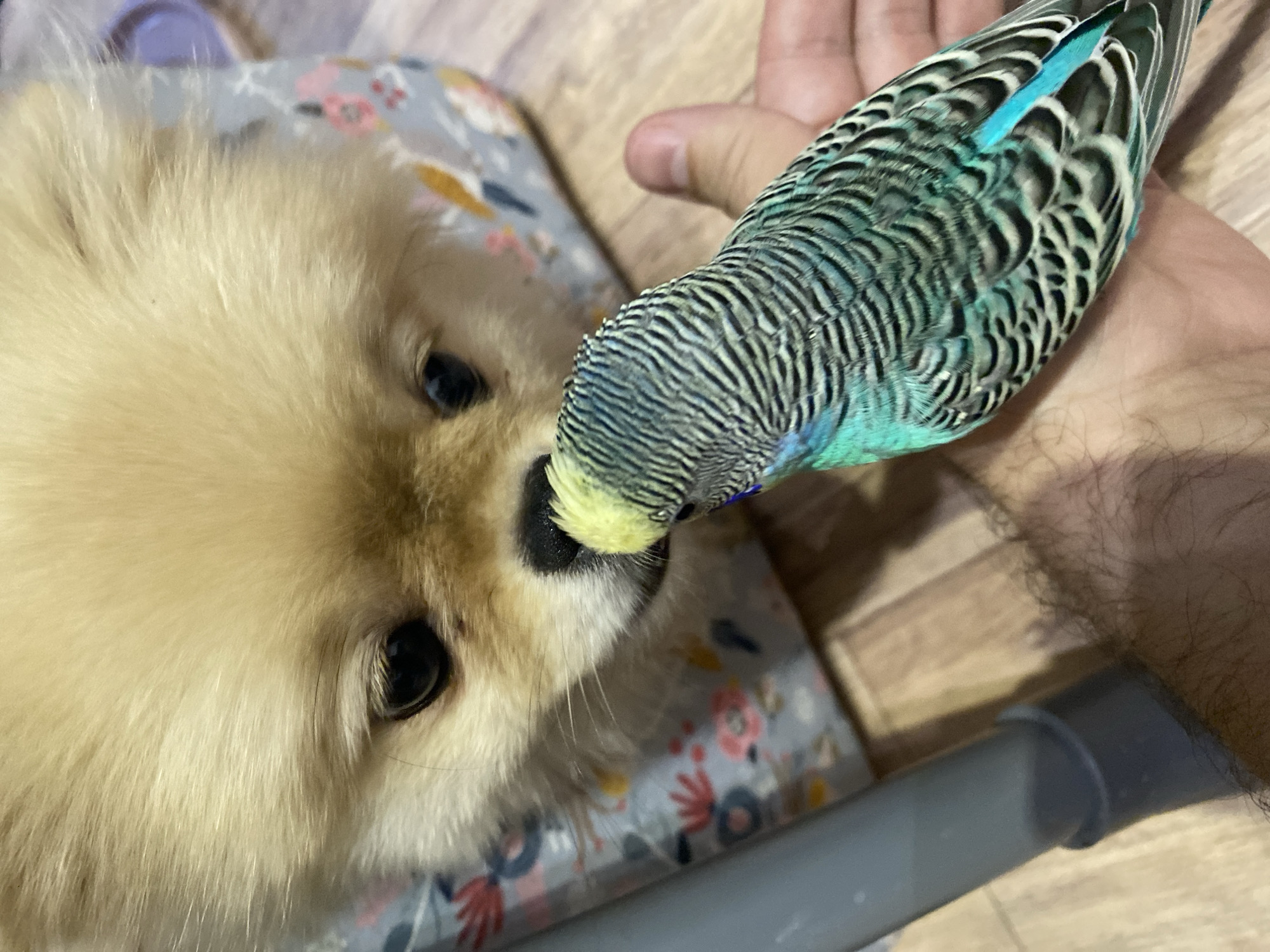 Budgies, a fluffy Pomeranian, and a warm evening sky