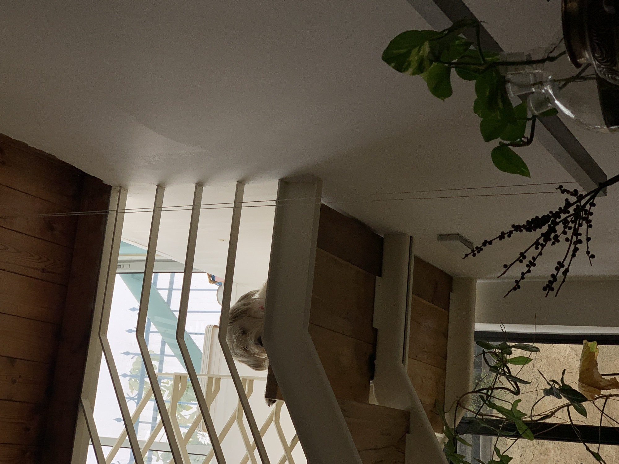 Dog owner documents morning moments across Tel Aviv neighborhoods
