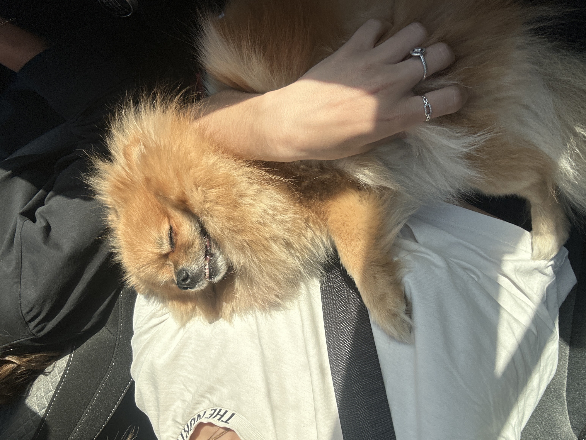 Small dog enjoys belly rubs in car, Le Muy