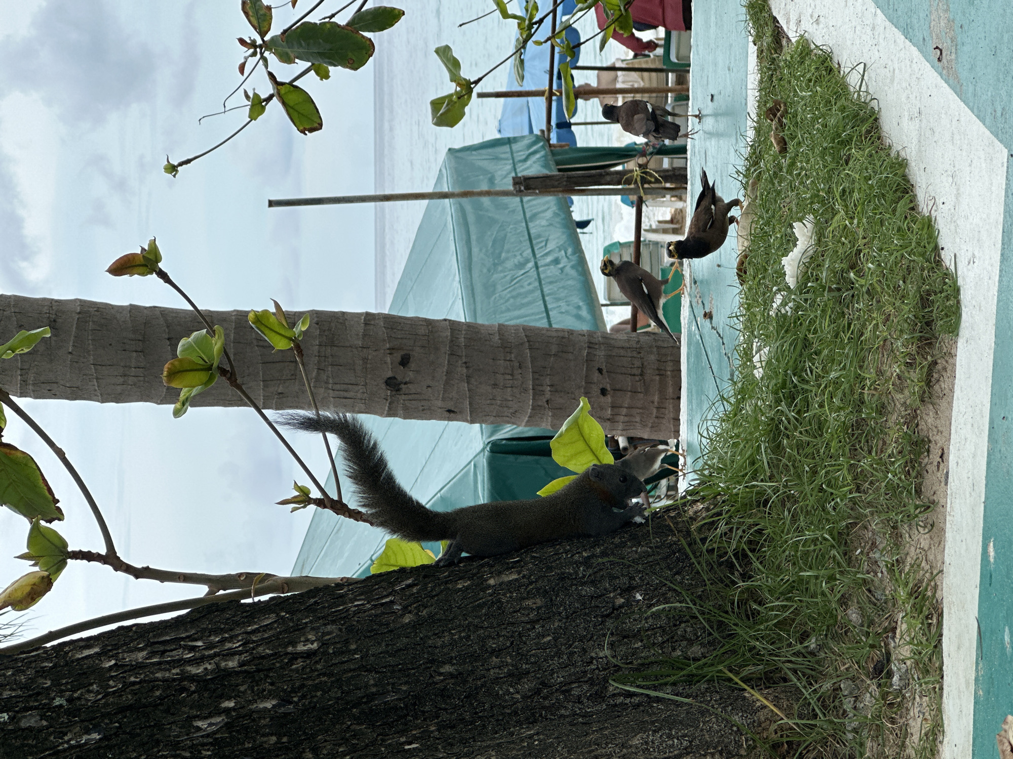 Wildlife and feeding moments at Karon Beach