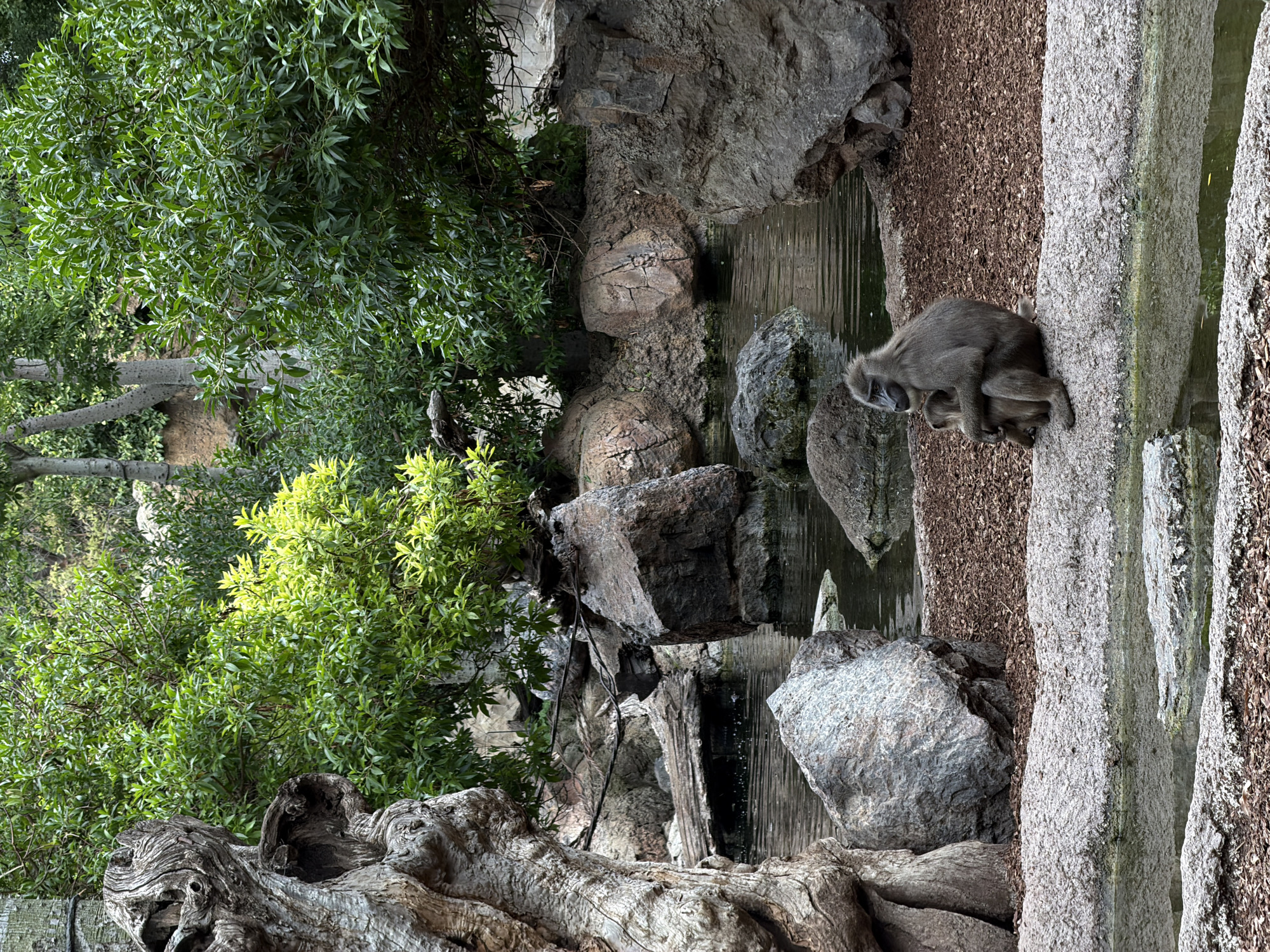 Zoo visitor documents diverse wildlife at Valencia Bioparc
