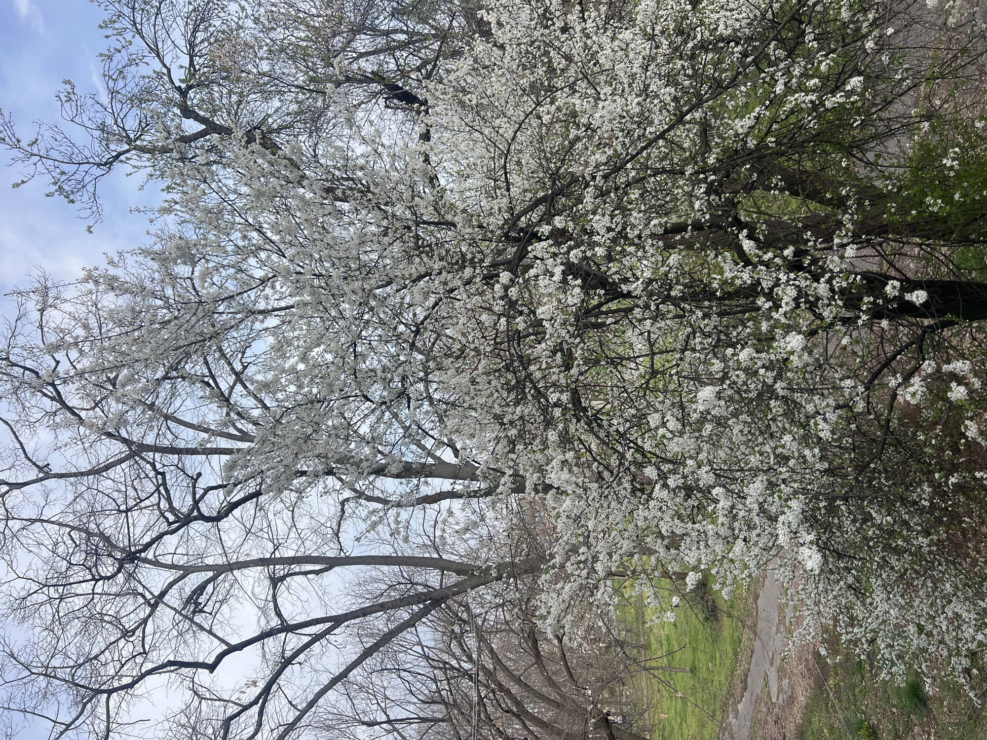 Spring blossoms emerge in Sofia park amid overcast skies