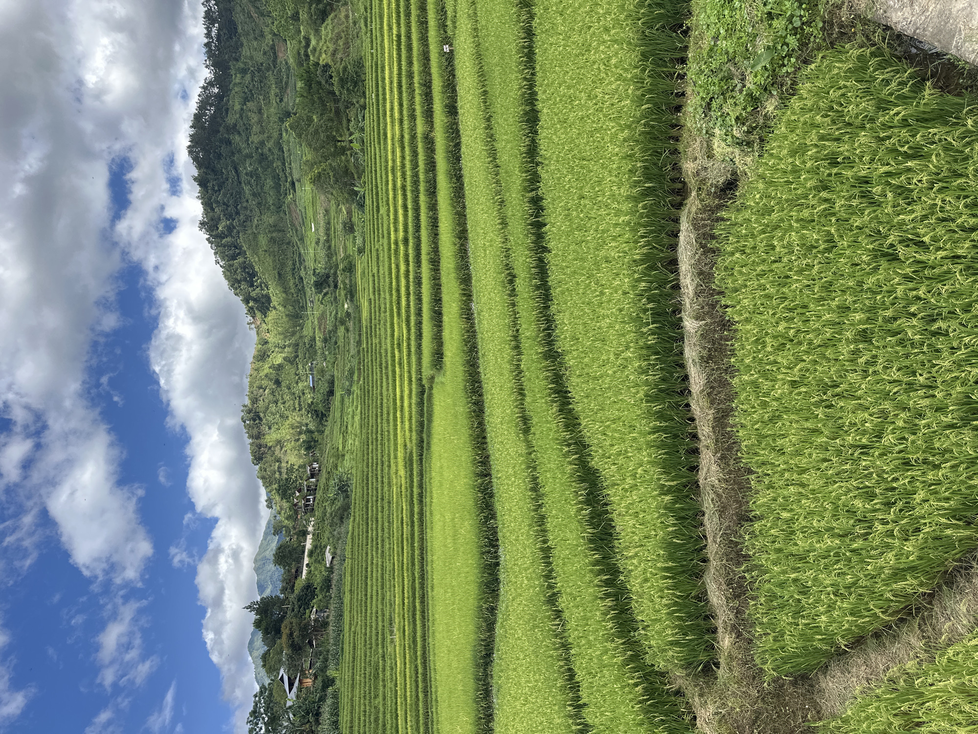 Tourists photograph morning visit to Tram Tau rice terraces