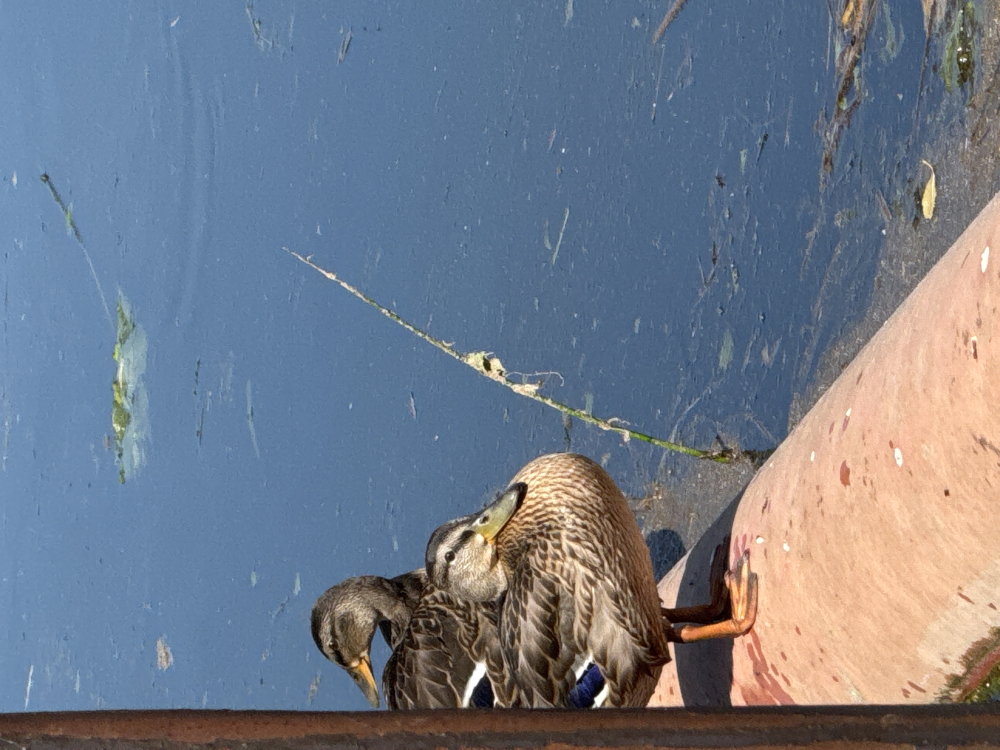 Mallard ducks resting on a riverside pipe in Slonim, Belarus