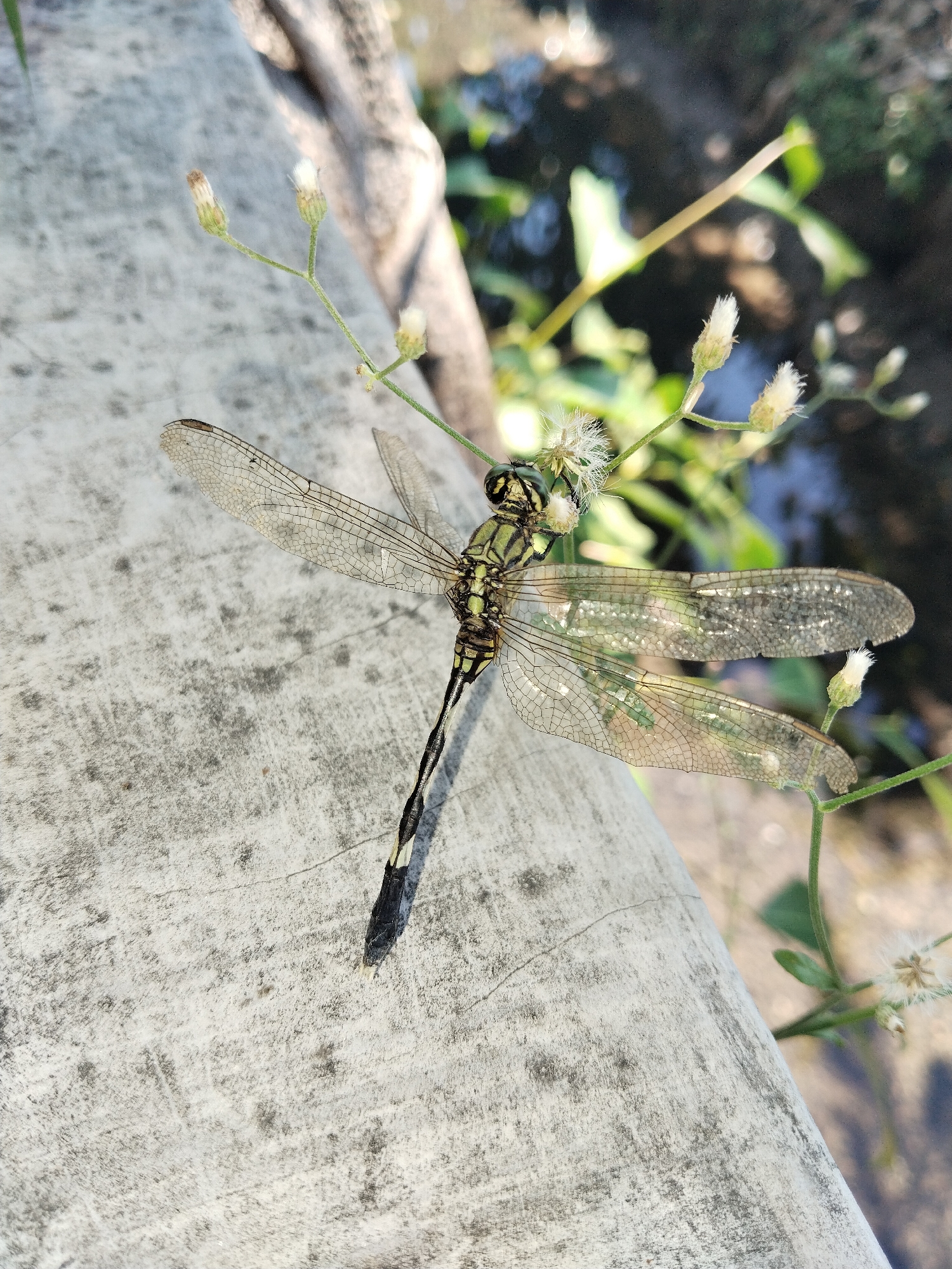 Dragonflies and train spotted in rural Duyungan, Indonesia morning