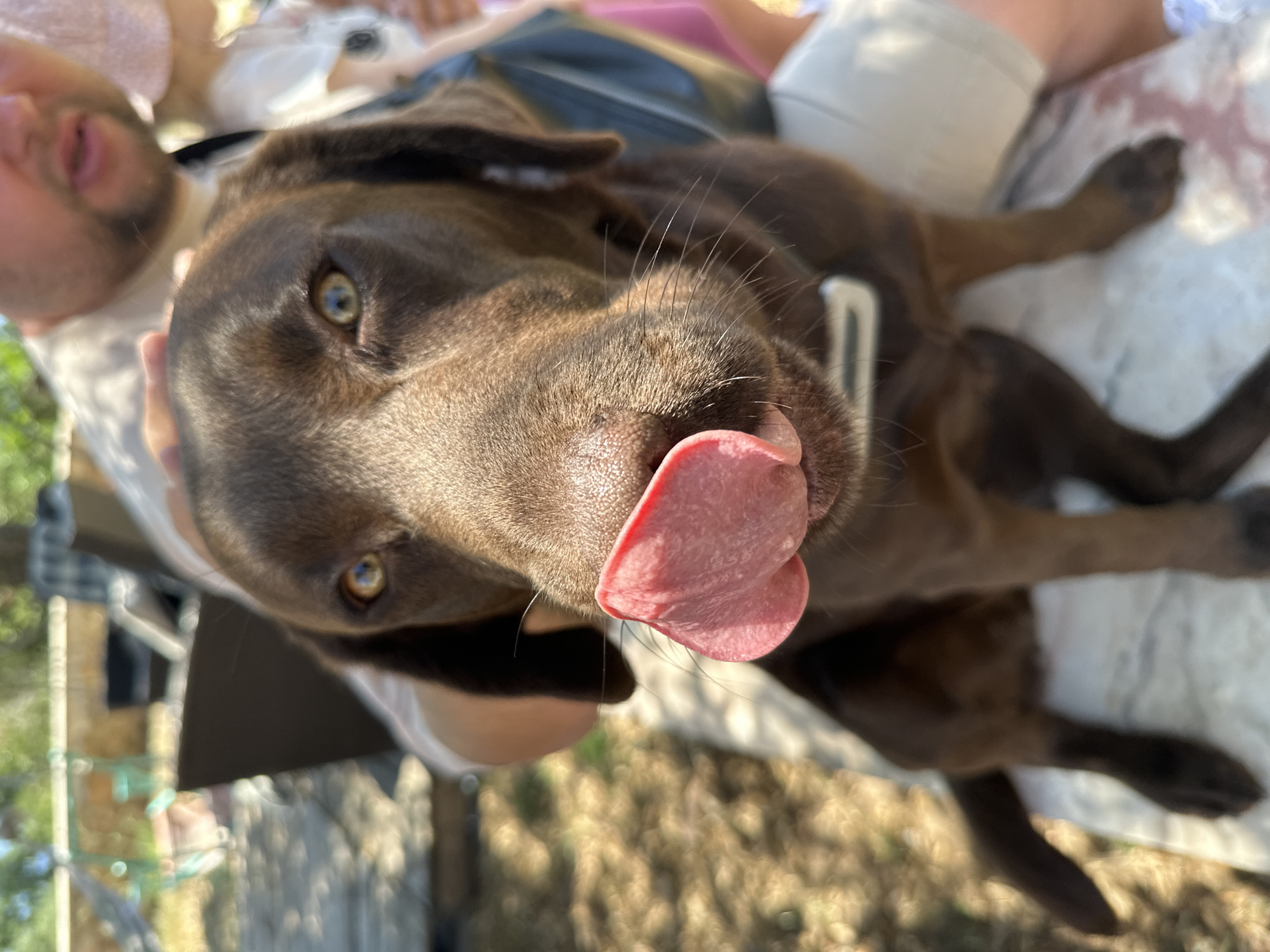Coastal Spain moments captured: dogs, plants, architecture, sea views