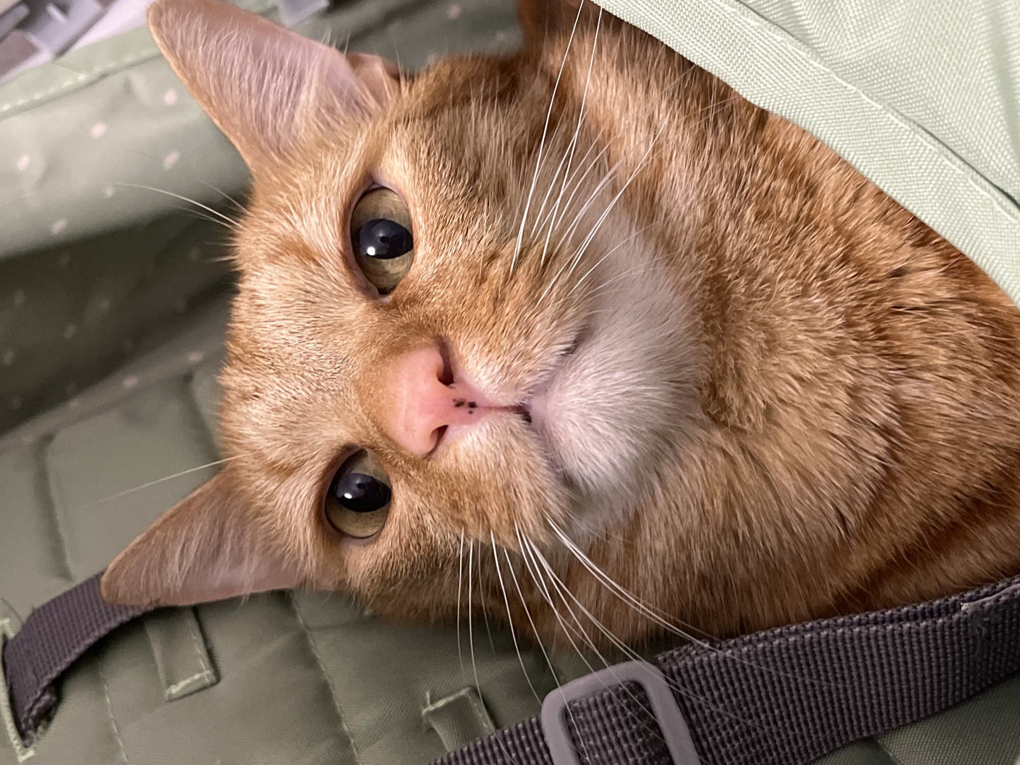 Child interacts with orange tabby cat in carrier