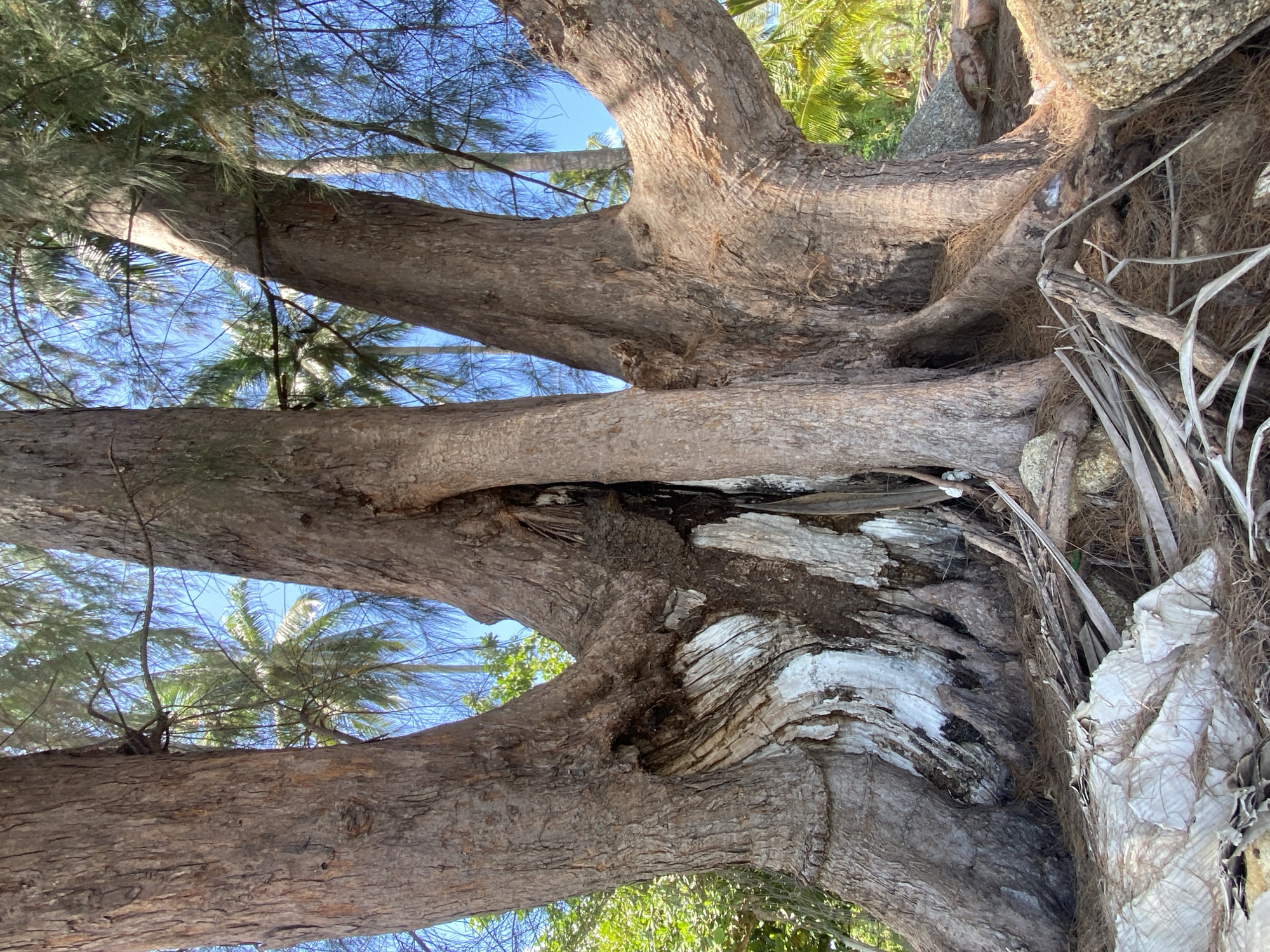 Large old tree photographed against blue sky in Thailand