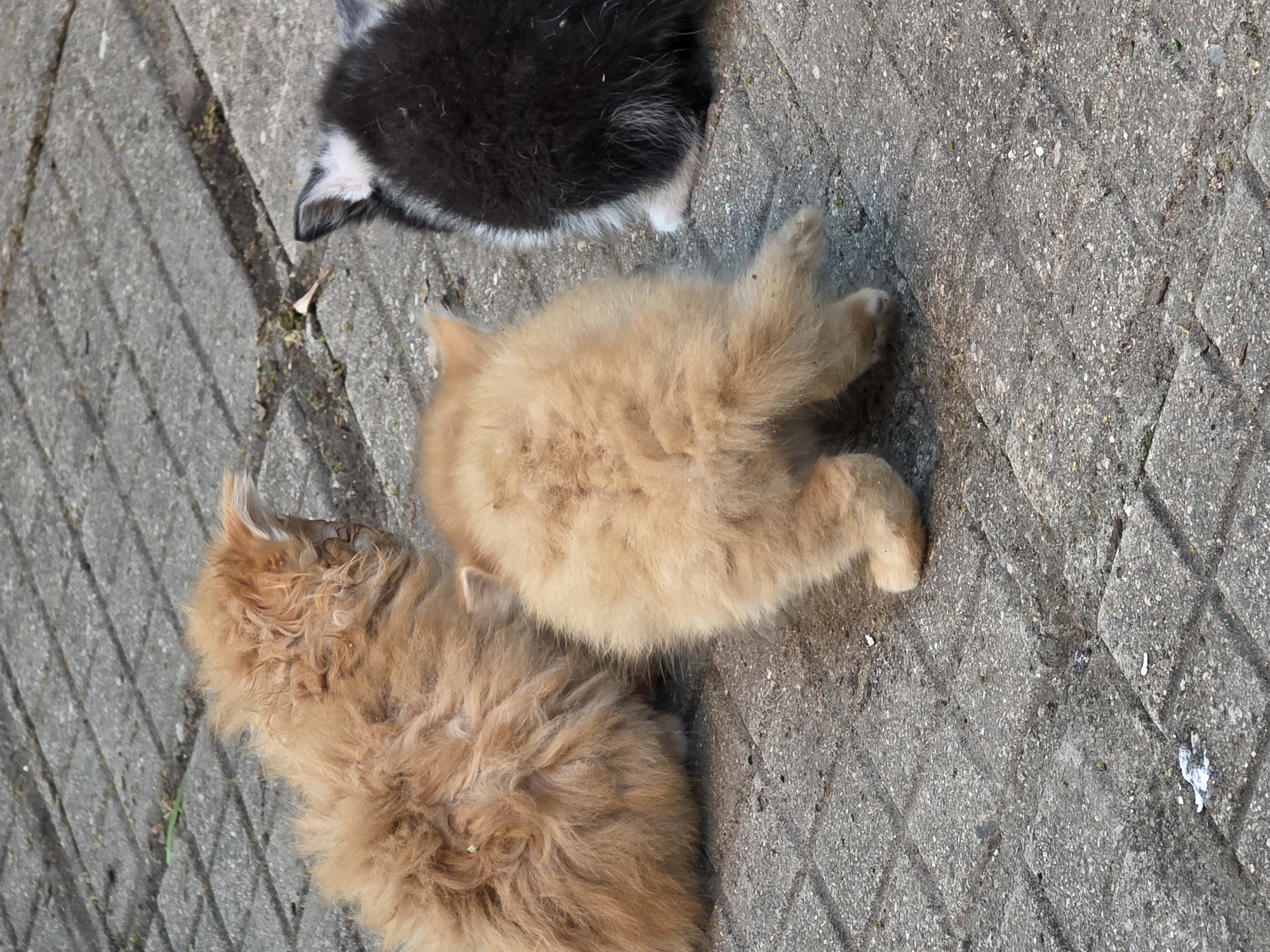 Afternoon kitten photography session captured in Bulgarian village garden