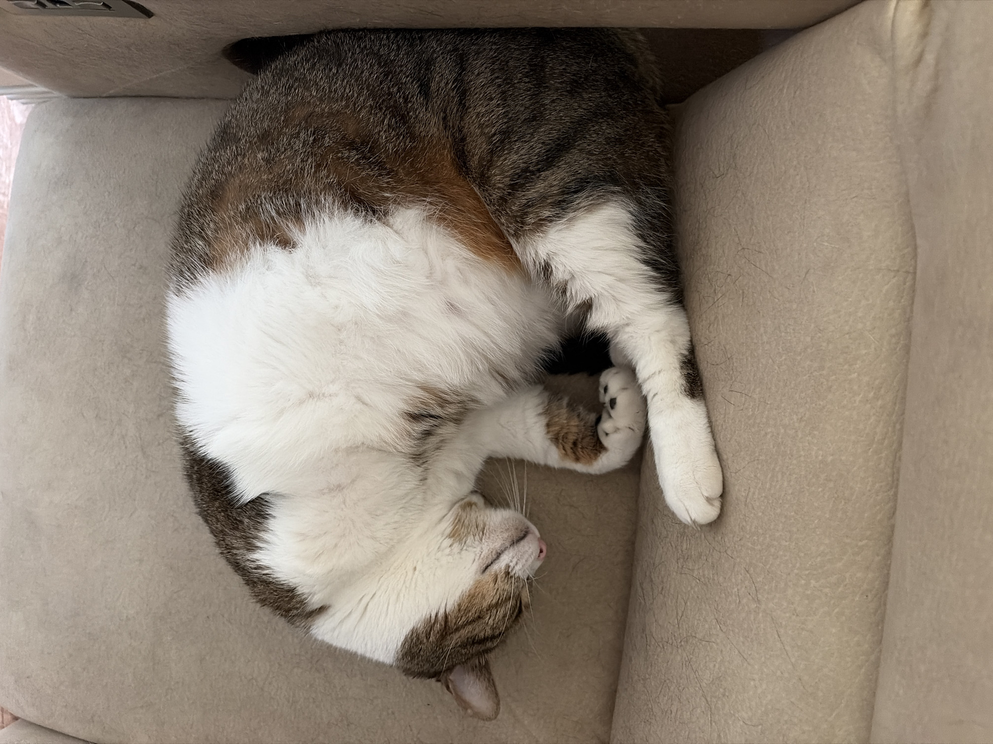 Cat naps and lounges around the house on a Tuesday afternoon