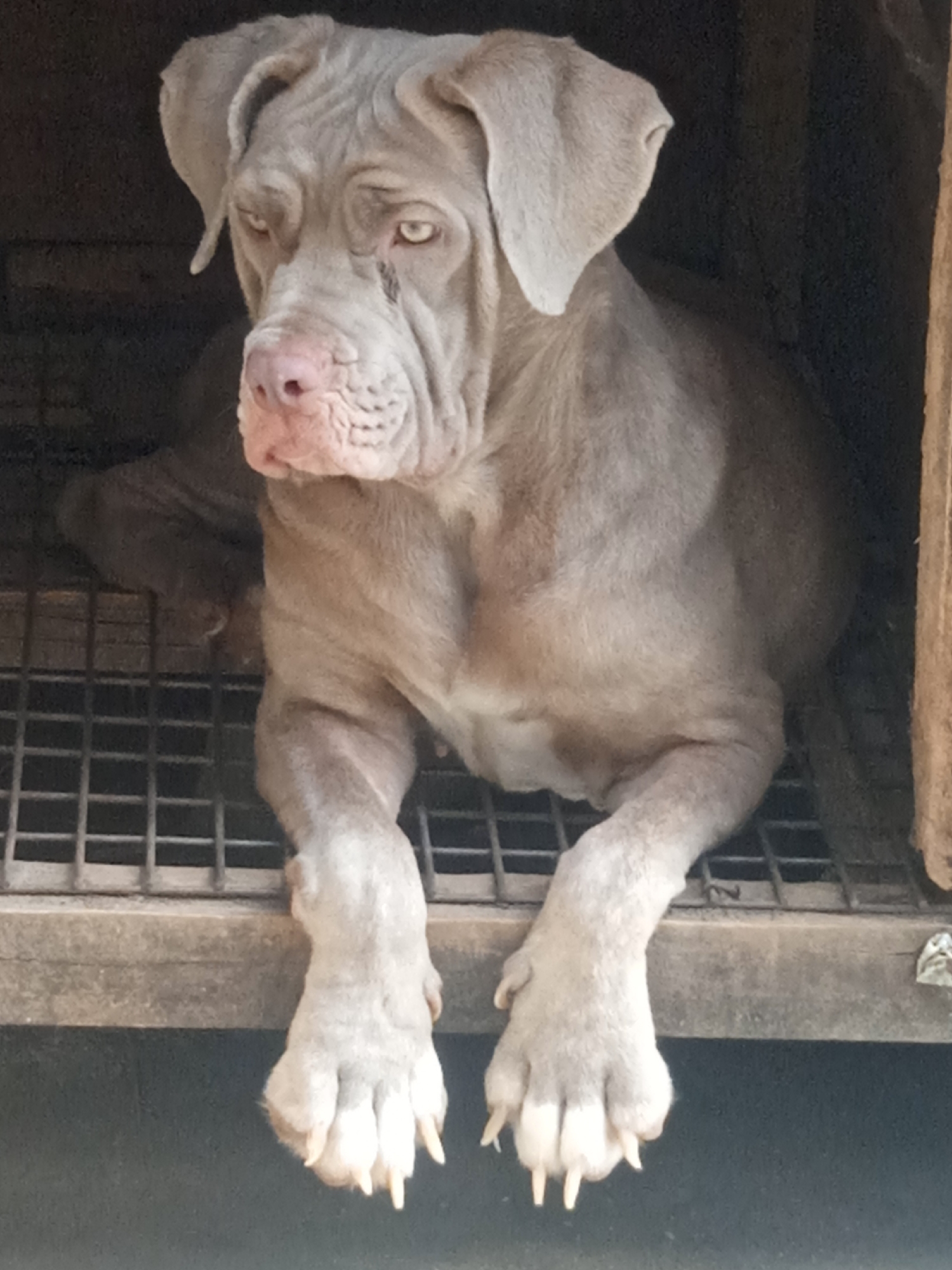 Two Mastiff Dogs Observed in Kennel During Morning Hours