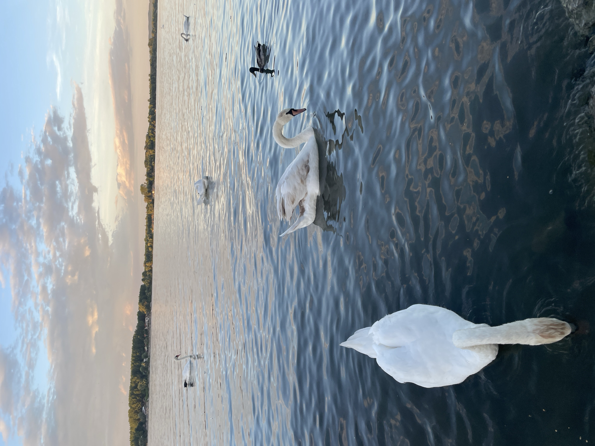 Sunset swan watching along Zemun's Danube waterfront