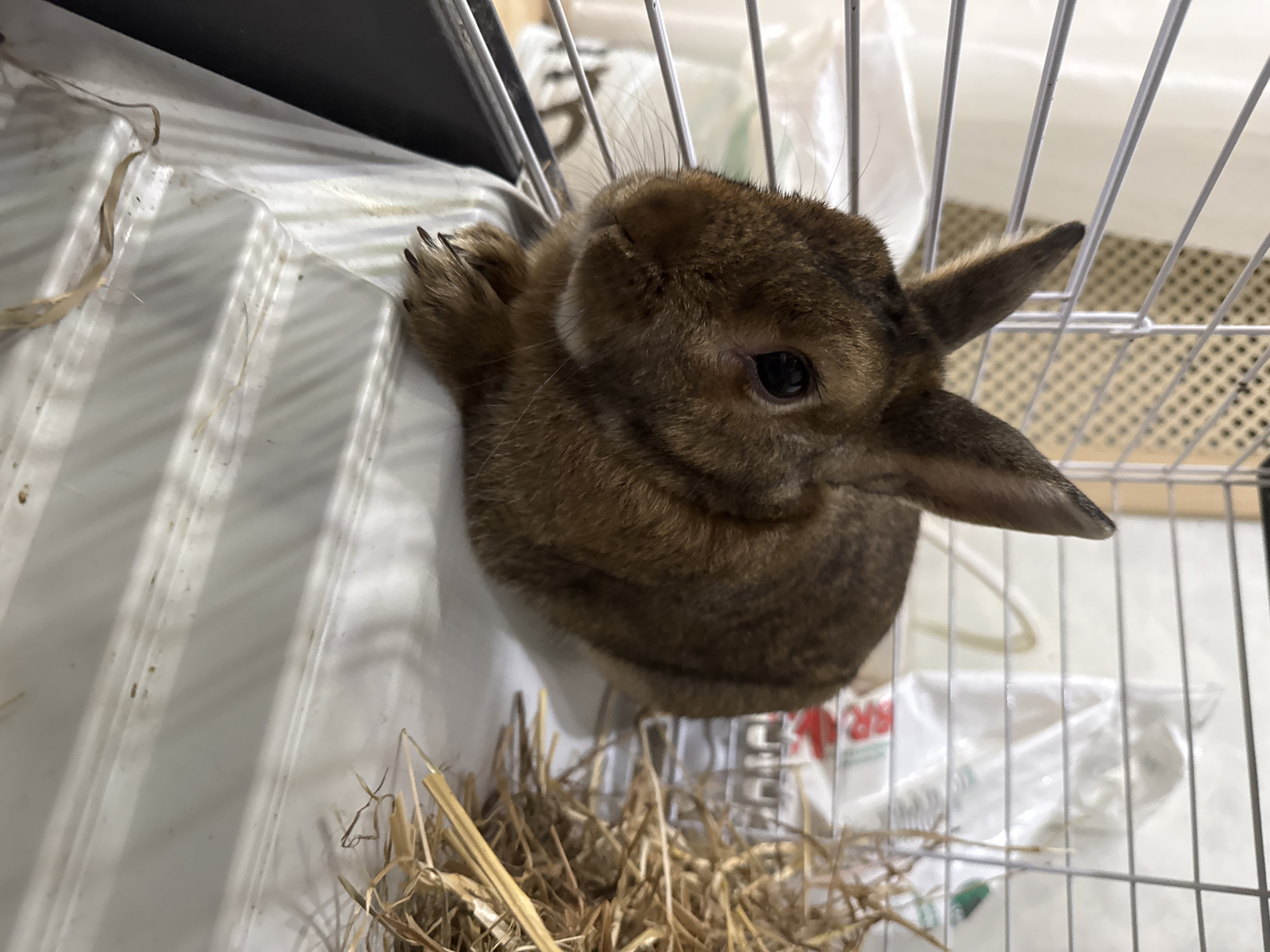 Pet owner documents afternoon with rabbits, cats, hamster in Solikamsk