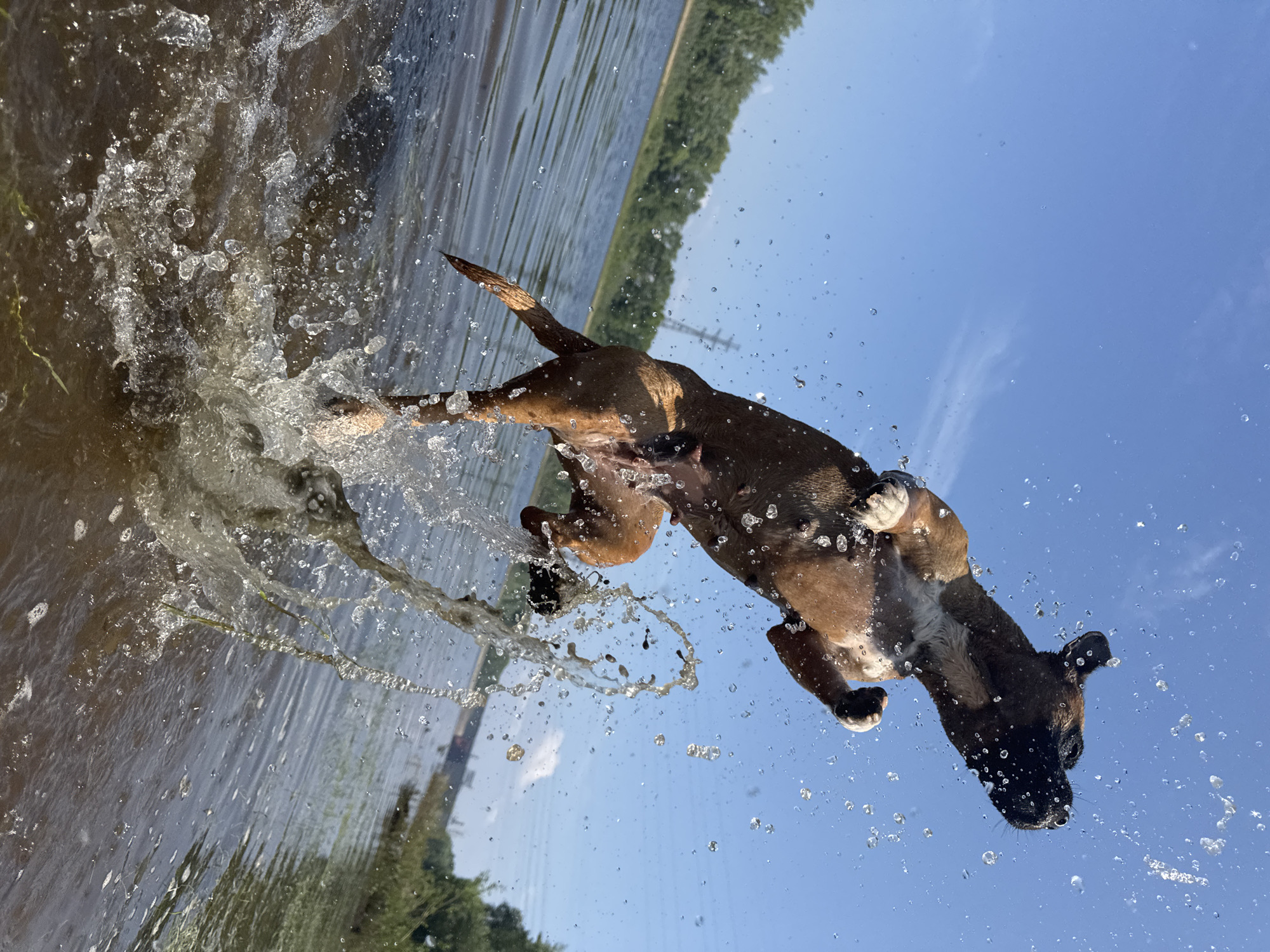 Boxer dog's water leap captured in dramatic photo sequence