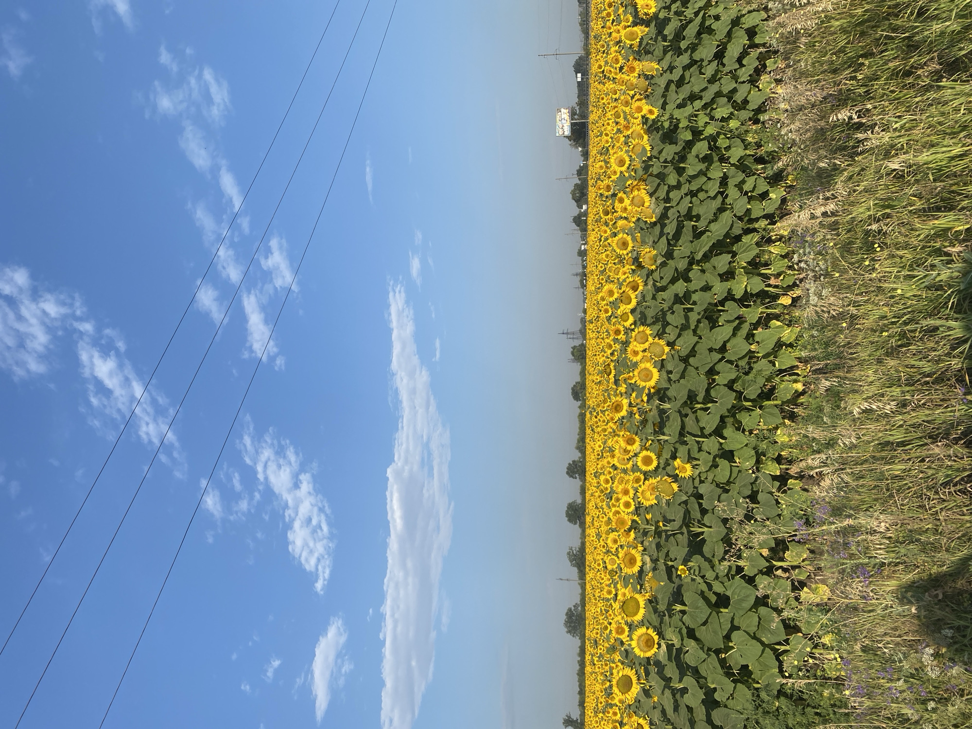 Sunflower field in full bloom, rural Ukraine
