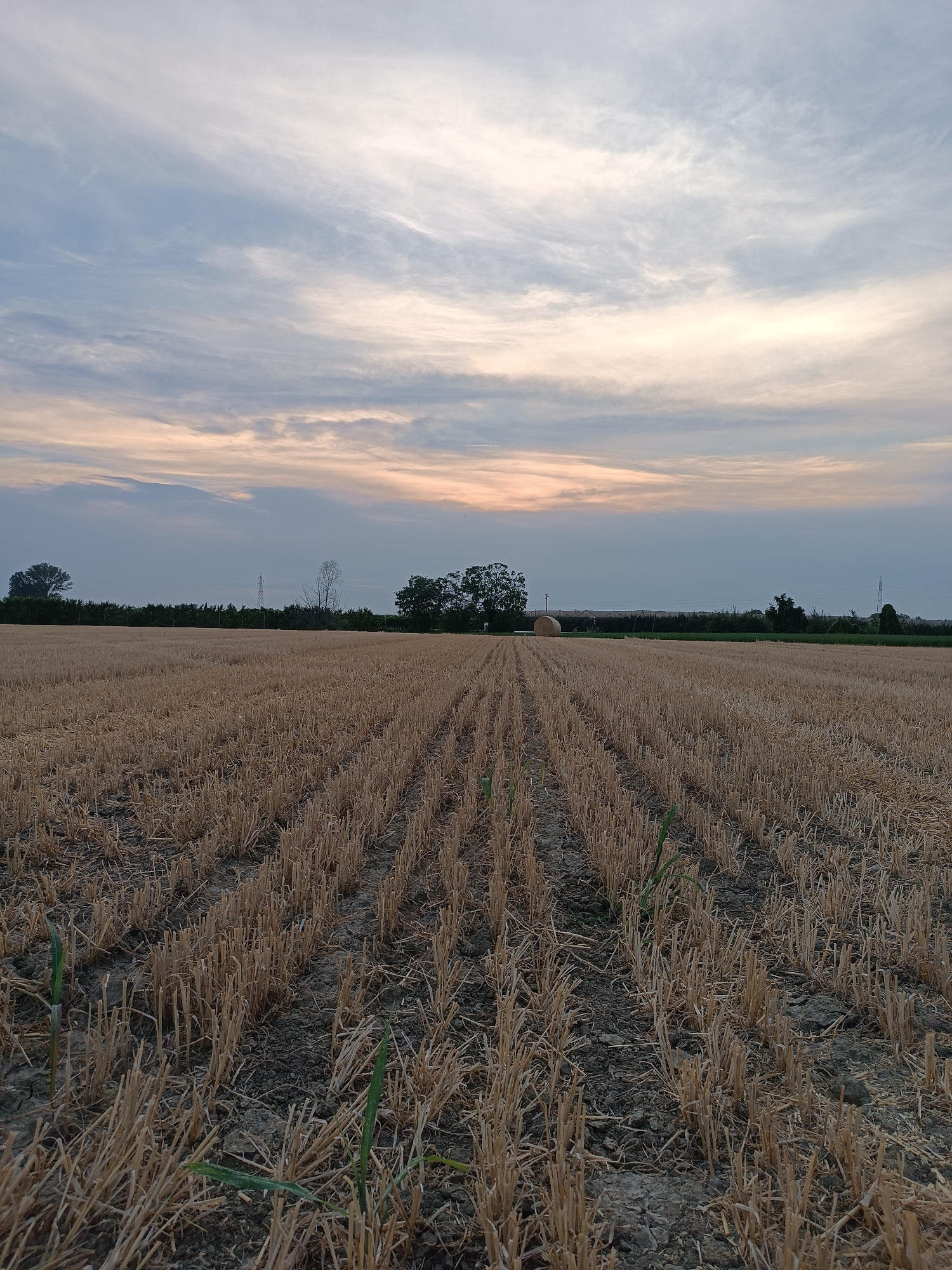 Dusk in Viadana: hay bales, country roads, and cats