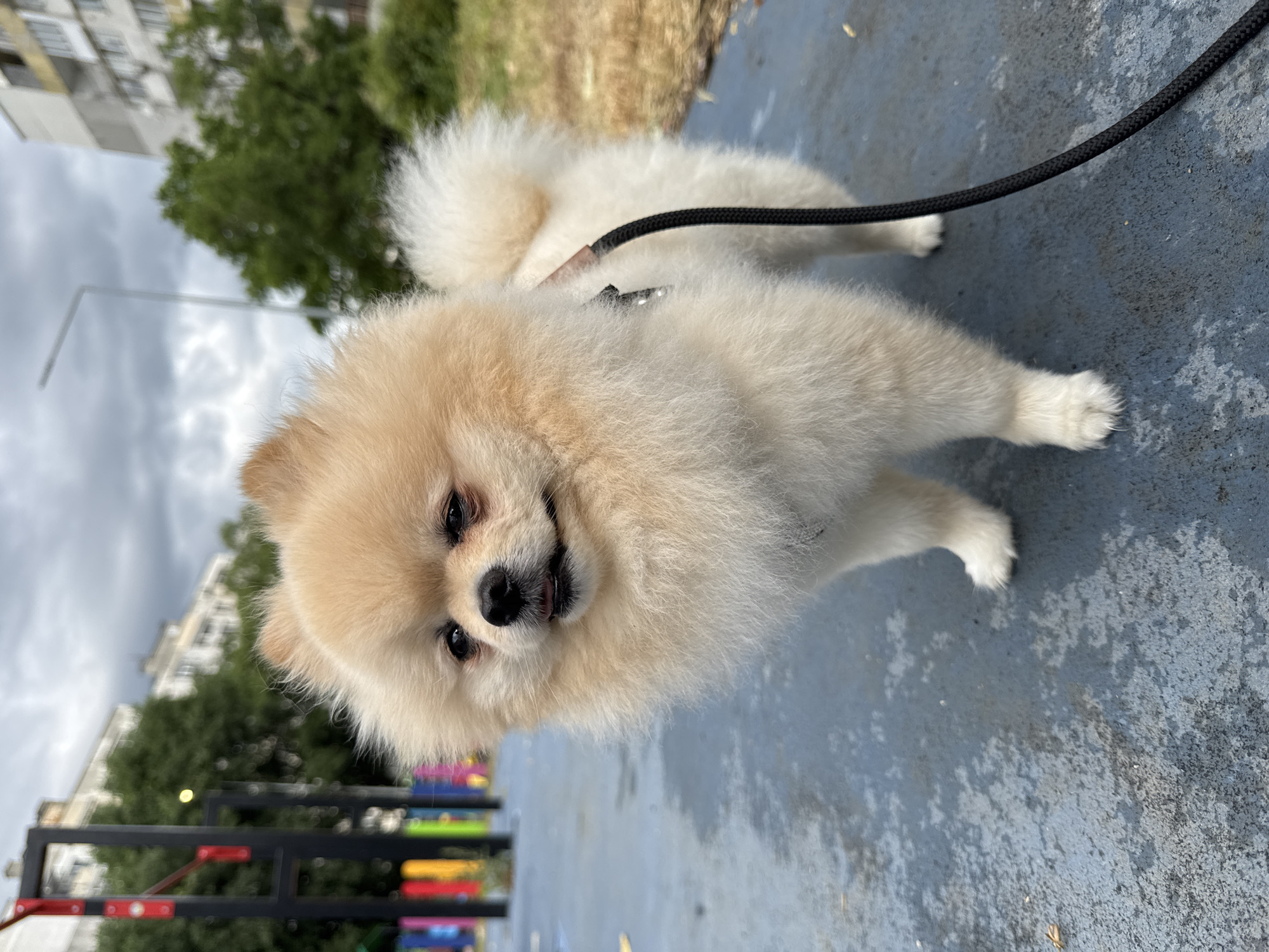 Pomeranian on a leash pauses on Varna's blue-grey pavement
