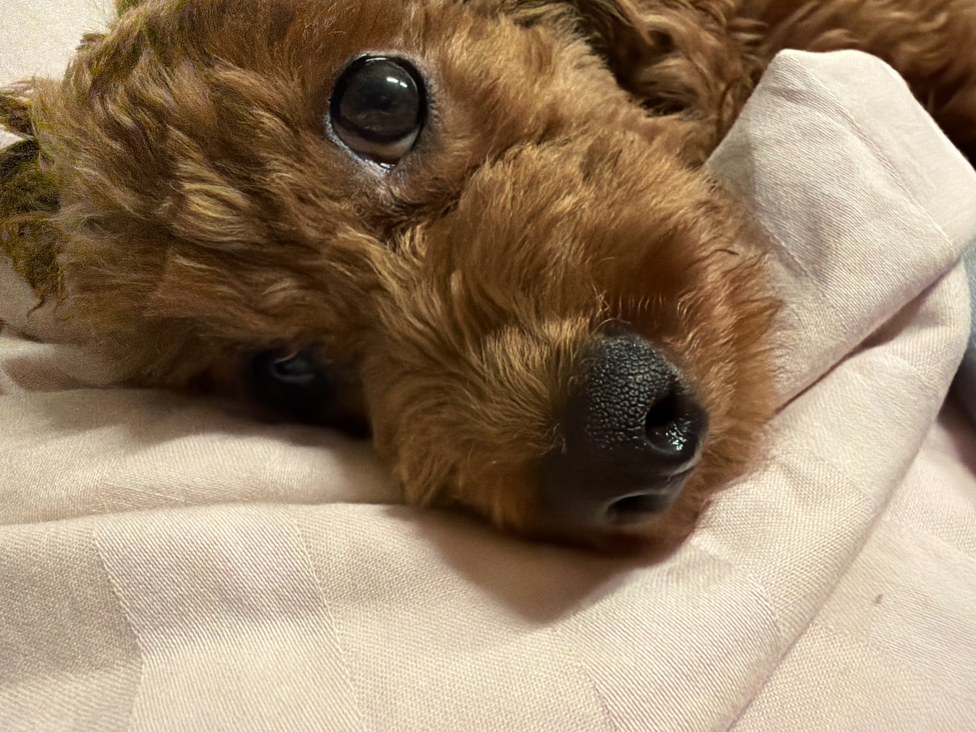 Cozy Sofia evening: sleepy poodle, kitchen selfies, sauce on the stove