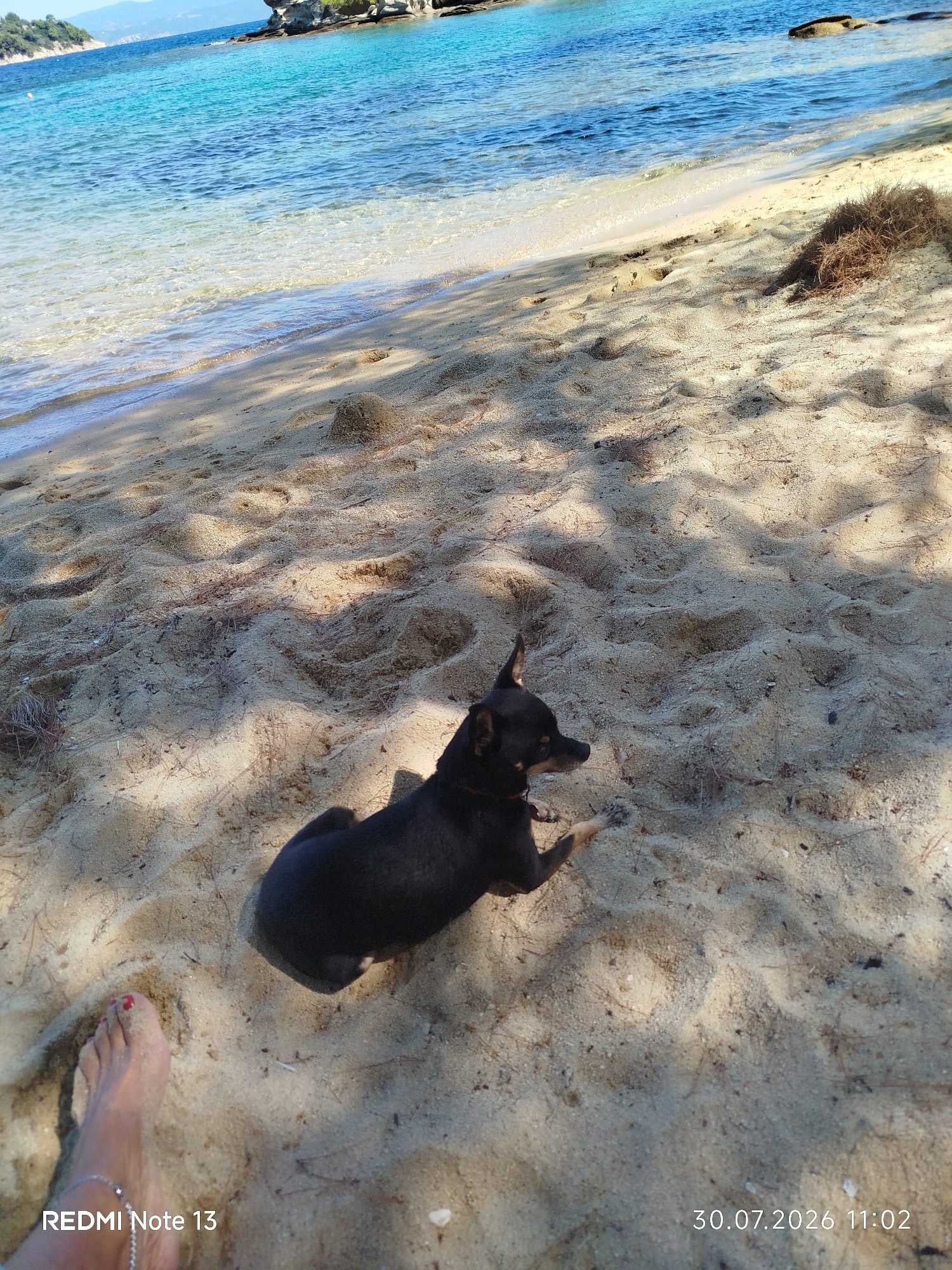 Beach morning in Sithonia: pine shade, turquoise water, and a black dog