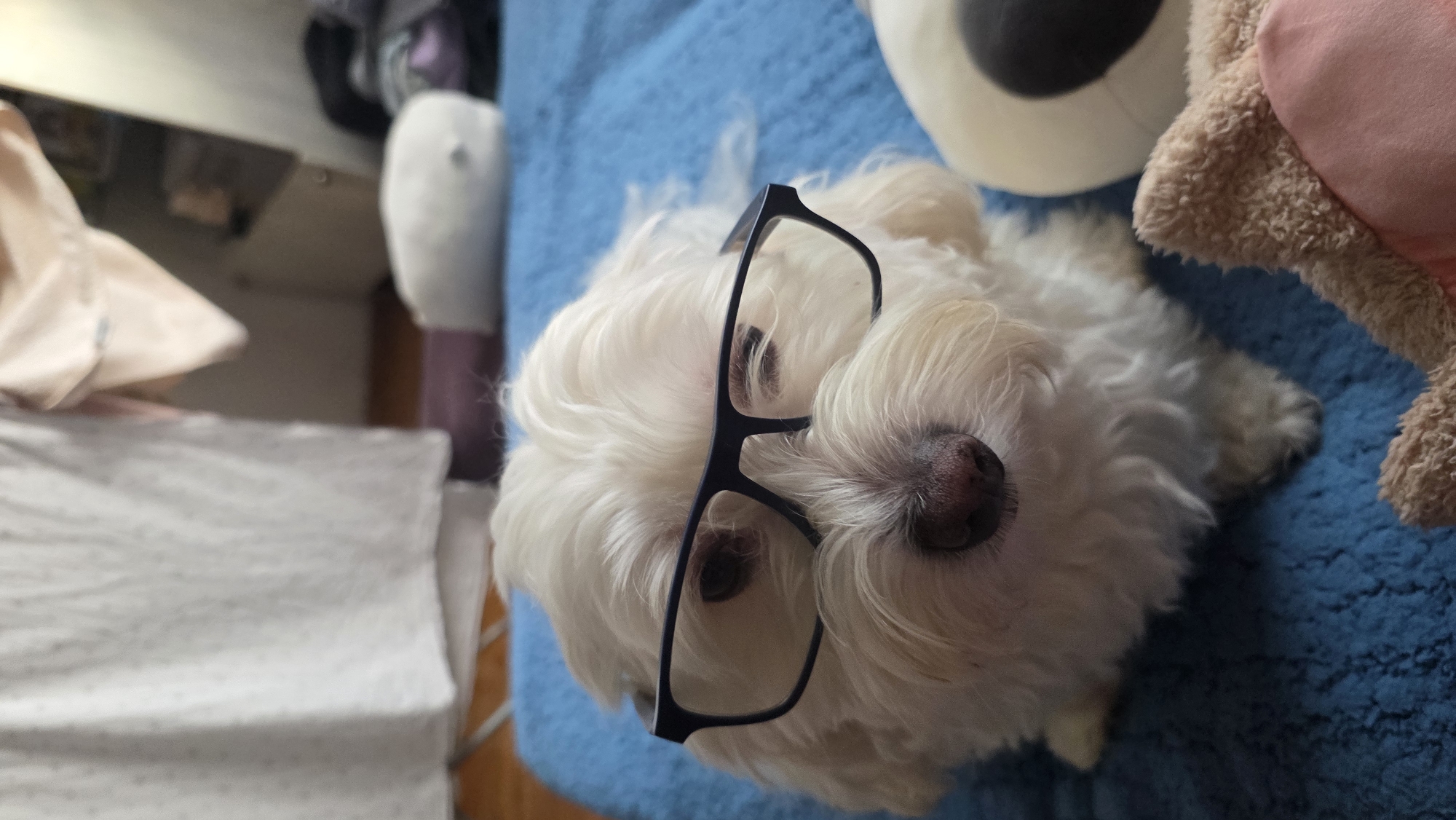 Small white dog photographed with glasses, hat in Bulgaria