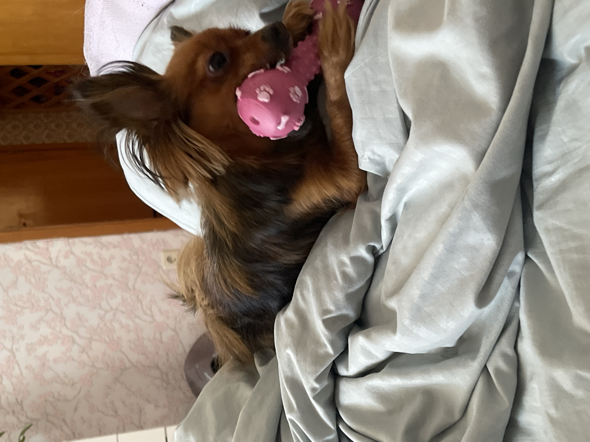 Dog and cat relaxing on beds with toys in Марковский