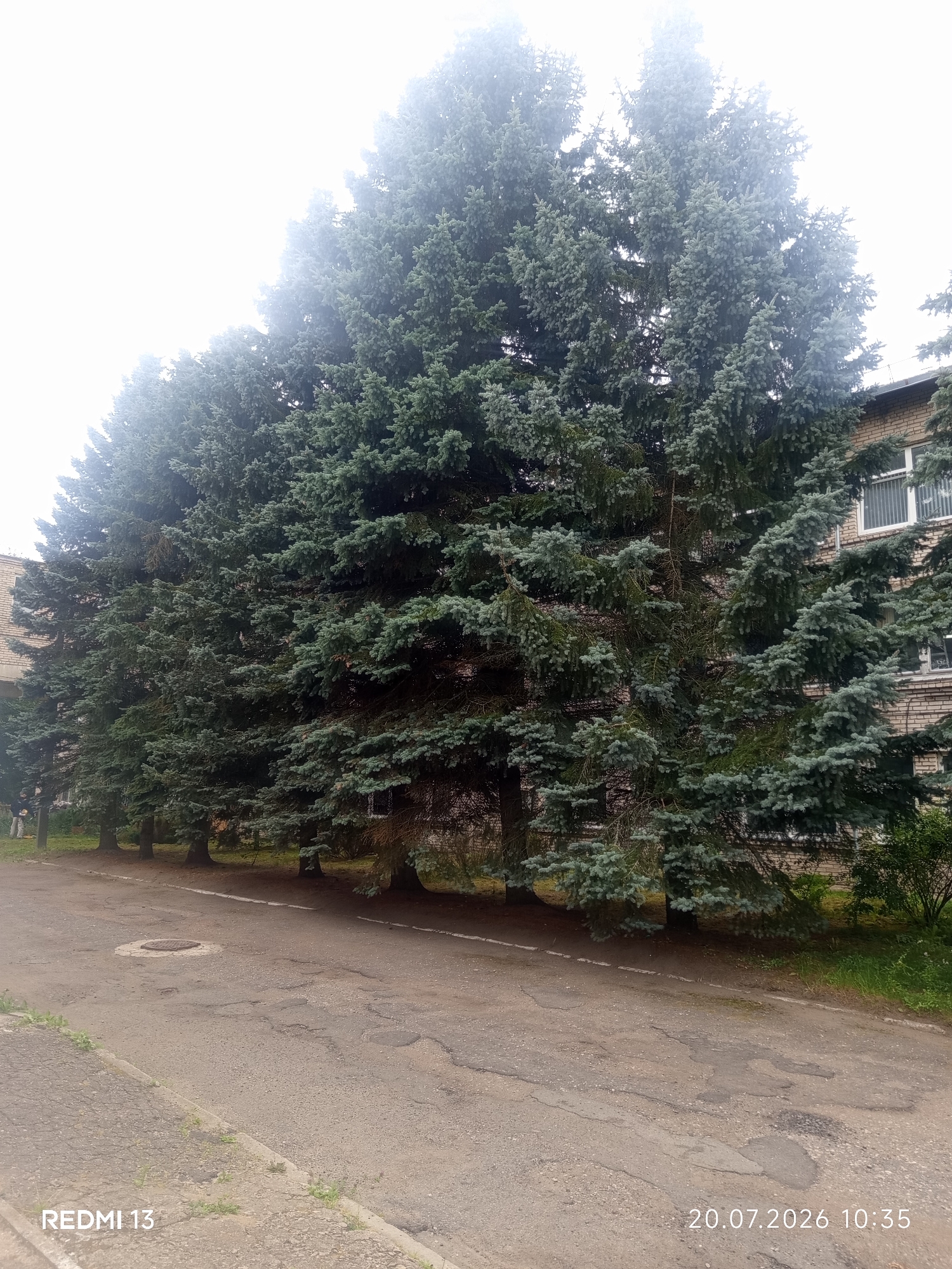 Quiet morning in Barysaw, Belarus — benches, spruce trees, brick buildings