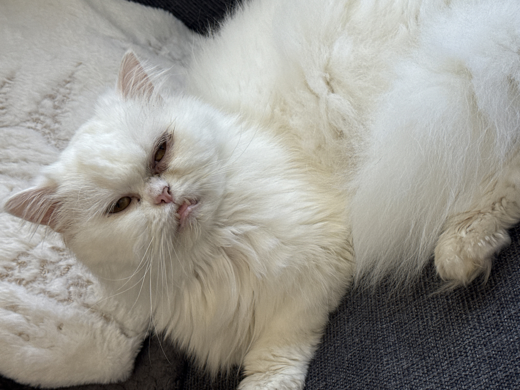 White Persian cat photographed resting in Burgas, Bulgaria