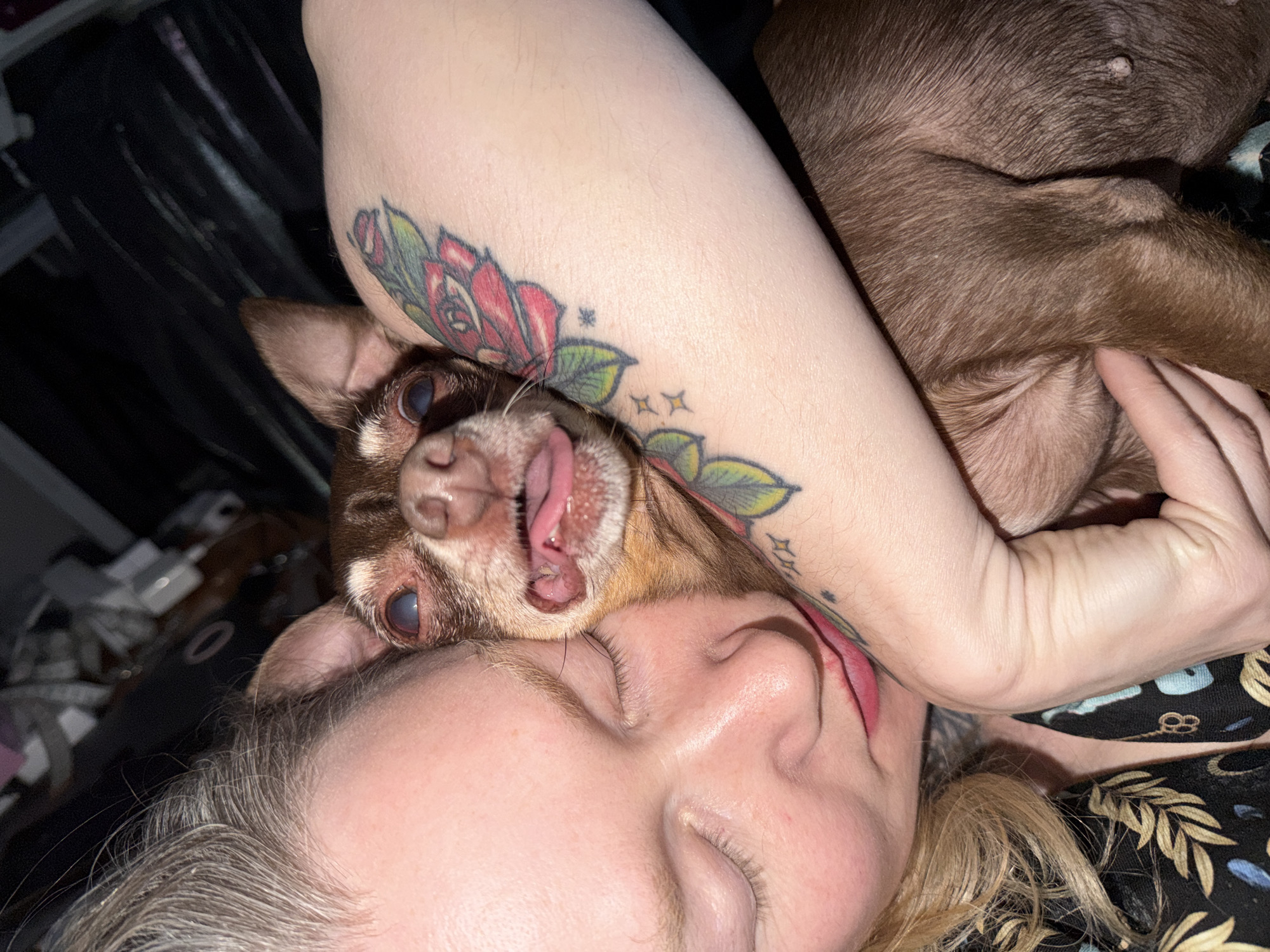 Person rests with chihuahua on face in Saint Petersburg