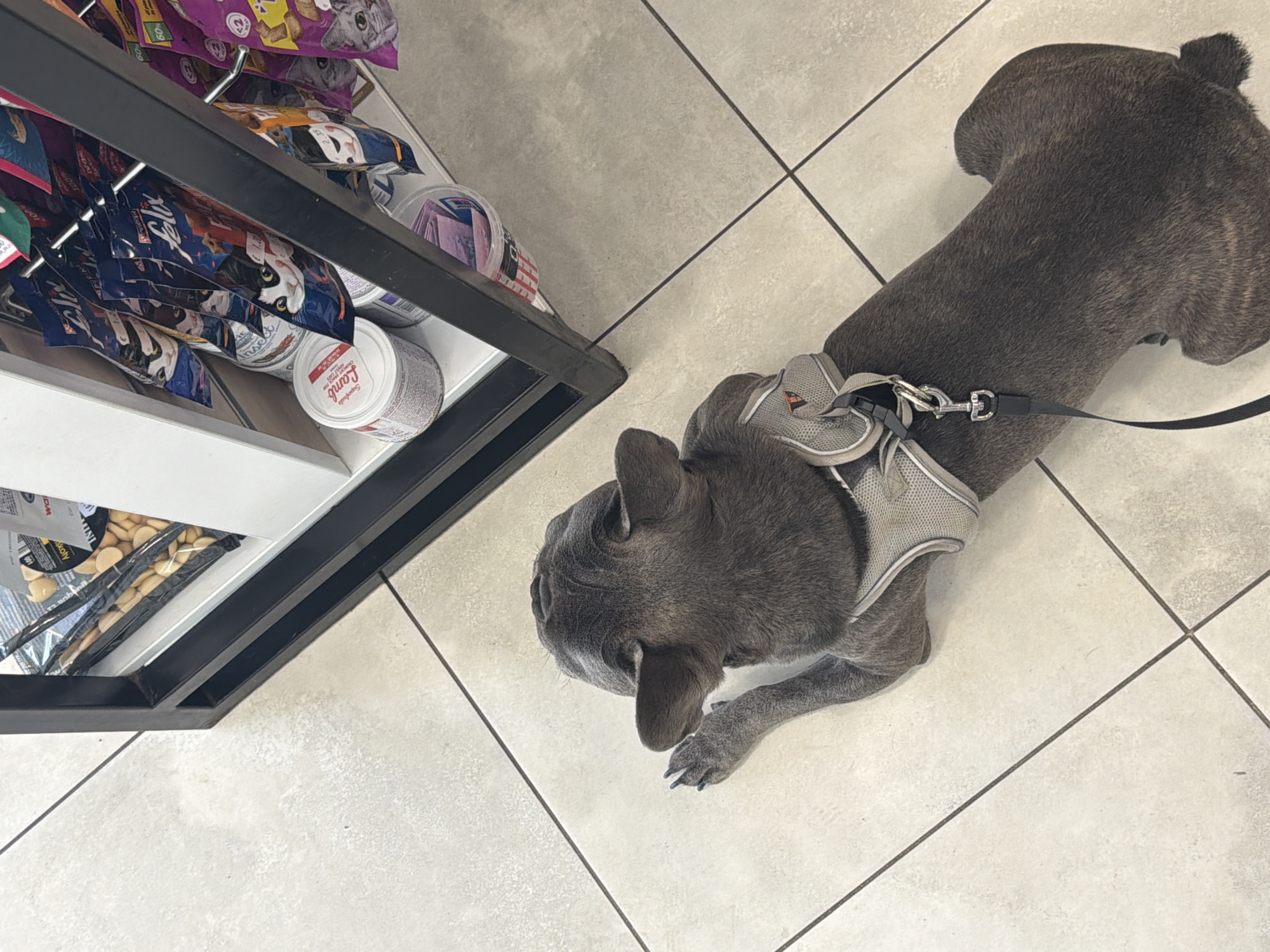 French Bulldog day out: pet store, vet, and Ruse streets
