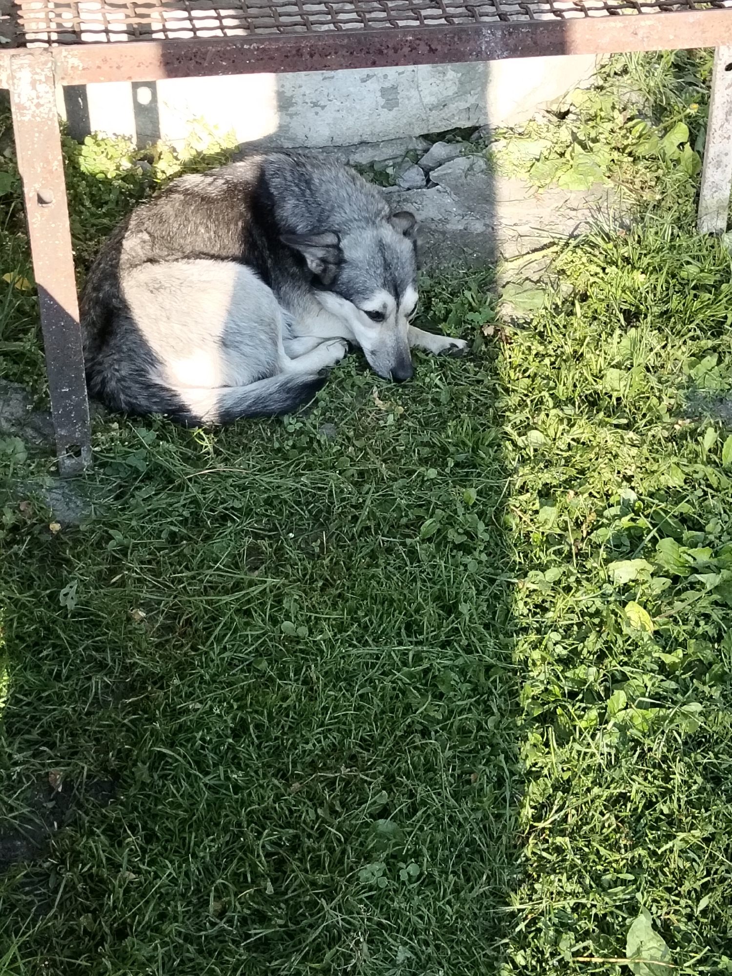 Lazy summer morning at a rural Ukrainian village homestead