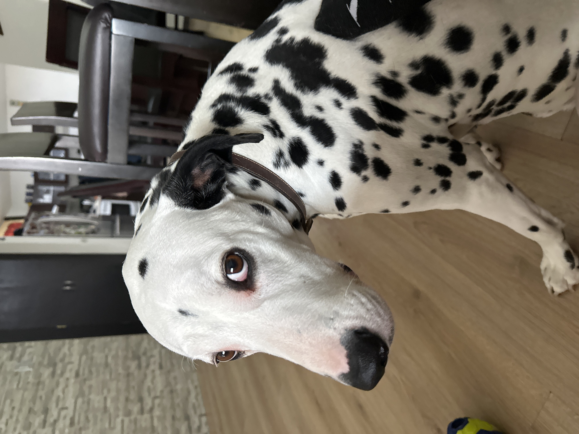 Dalmatian plays with toys in Puebla home