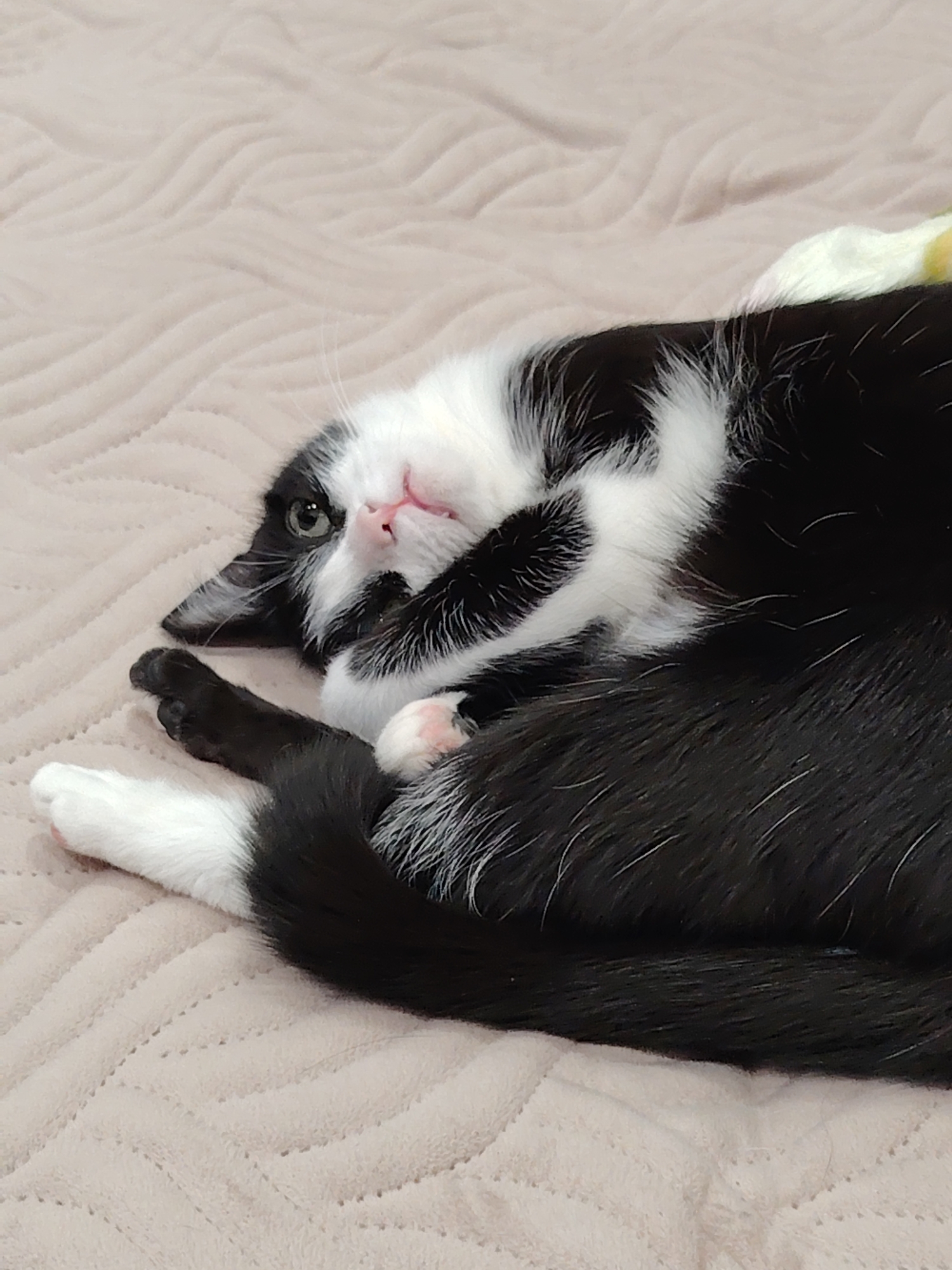 Cats observed lounging, playing in domestic setting over 30 minutes