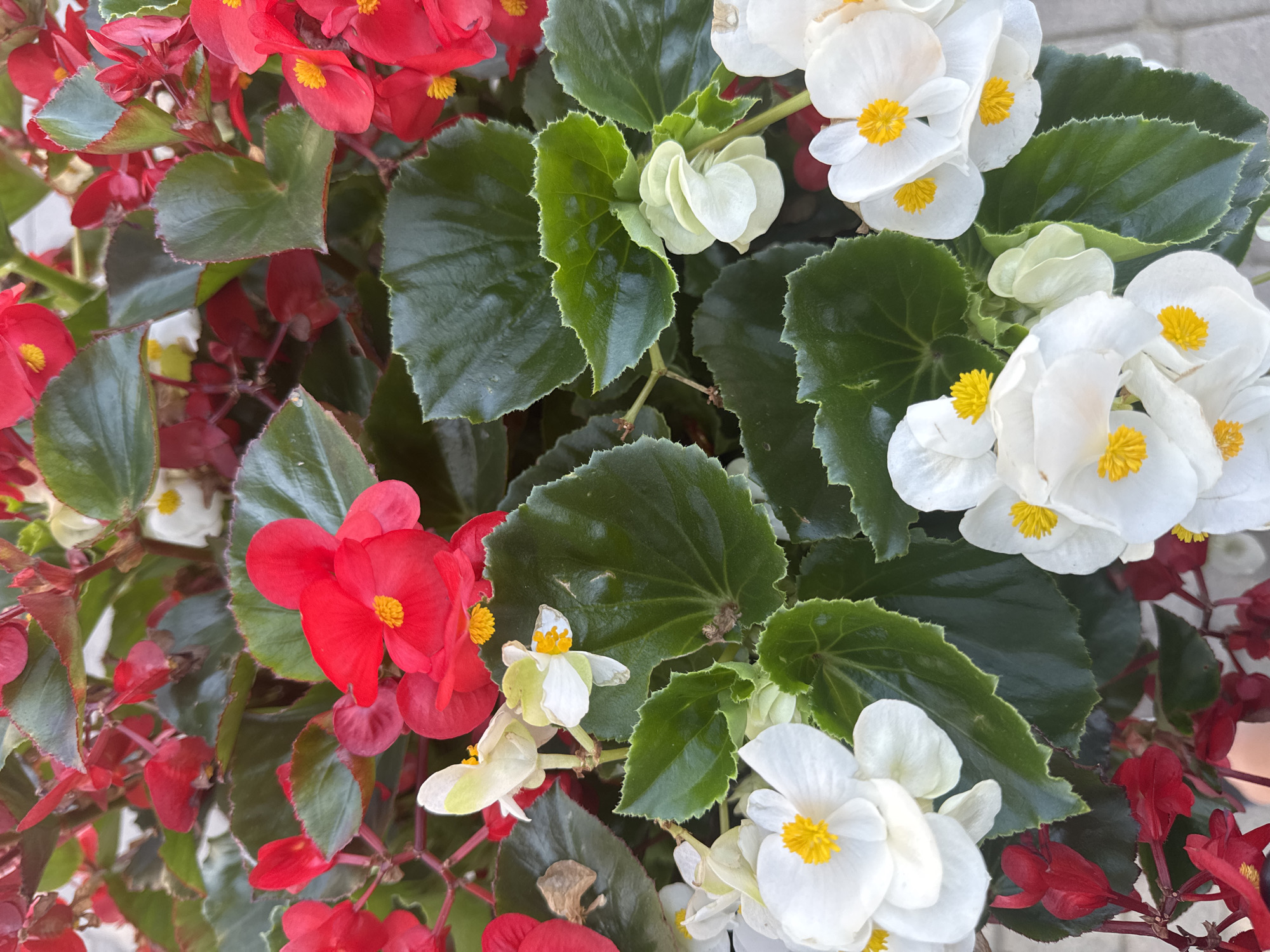 Overhead close-up of mixed begonias in bloom, Warsaw