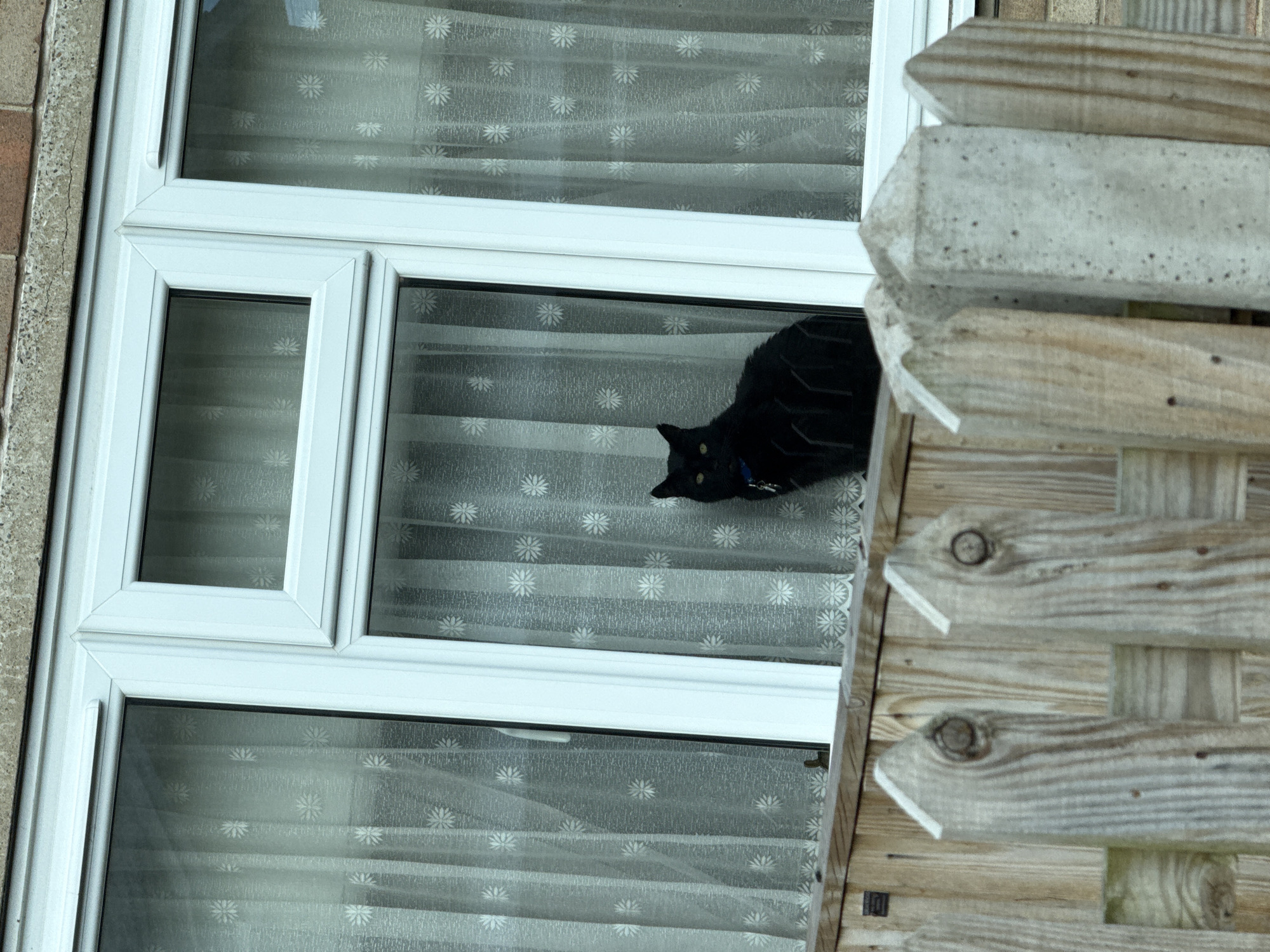 Black cat sits on window ledge in Great Yarmouth