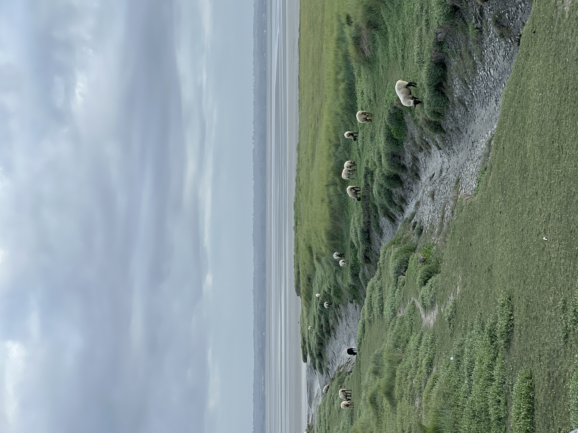 Early morning pastoral activity documented at Mont-Saint-Michel