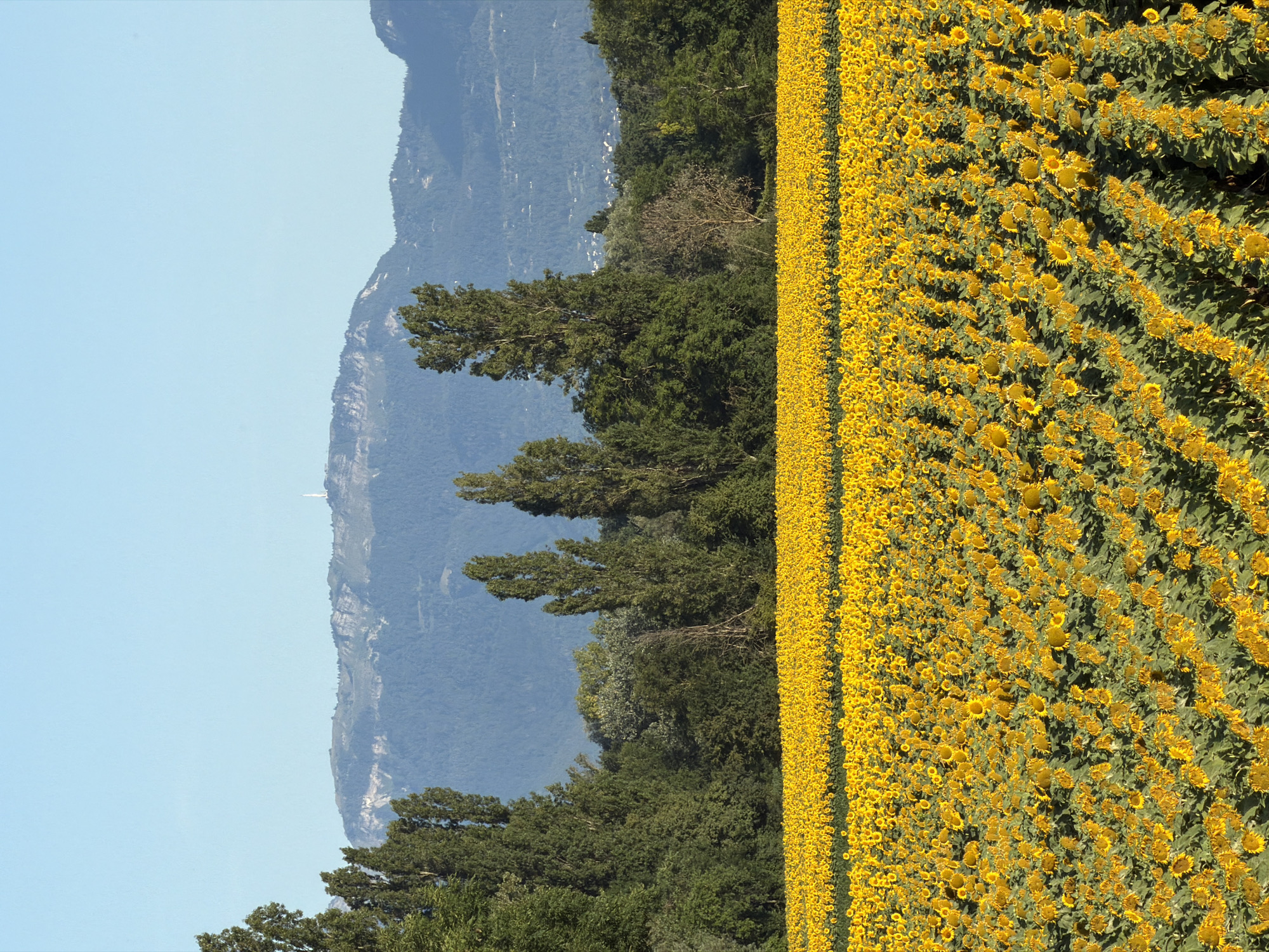 Sunflowers in bloom near the Alps, with a cat nearby