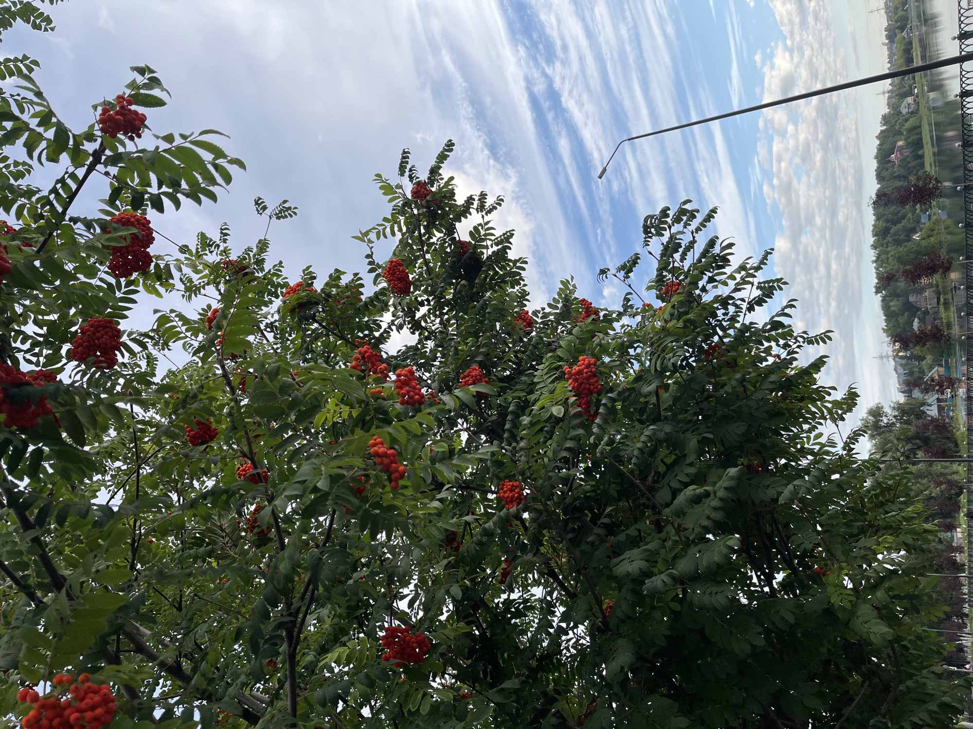 Summer morning scenes across Blagoveshchensk's streets and parks