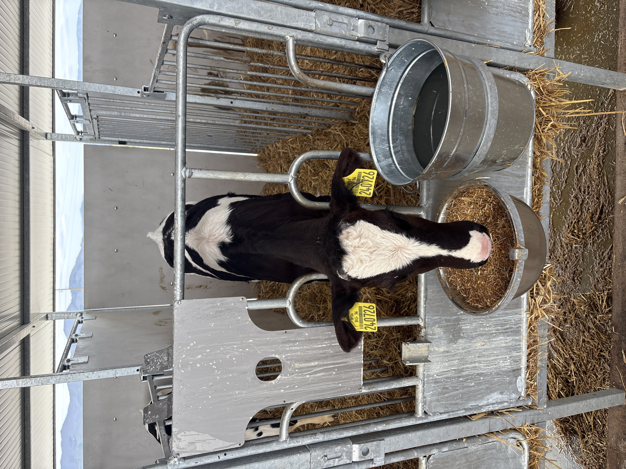 Dairy farm workers feed young Holstein calves in barn