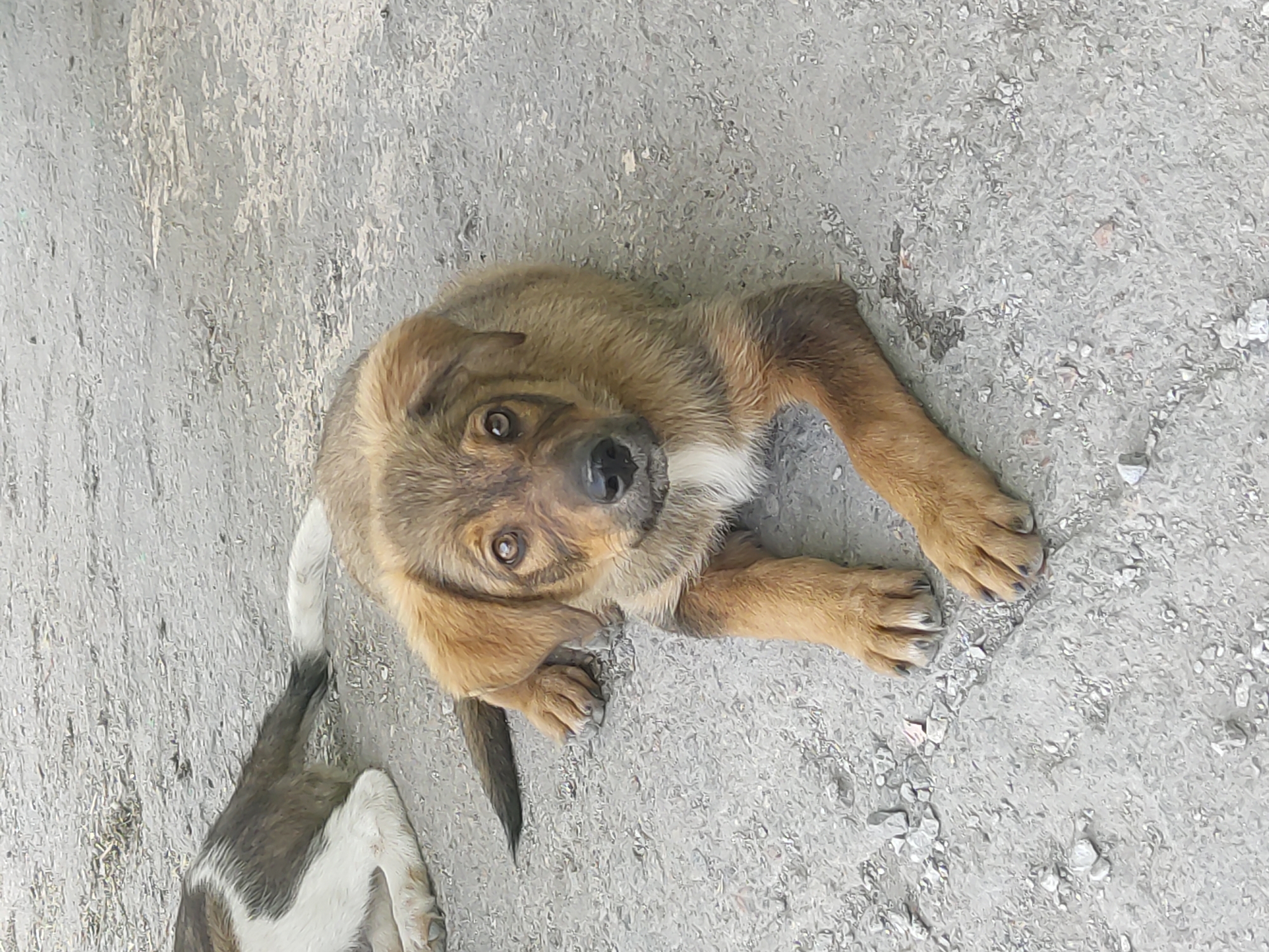 Stray puppies and overflowing dumpsters in Radisne, Ukraine